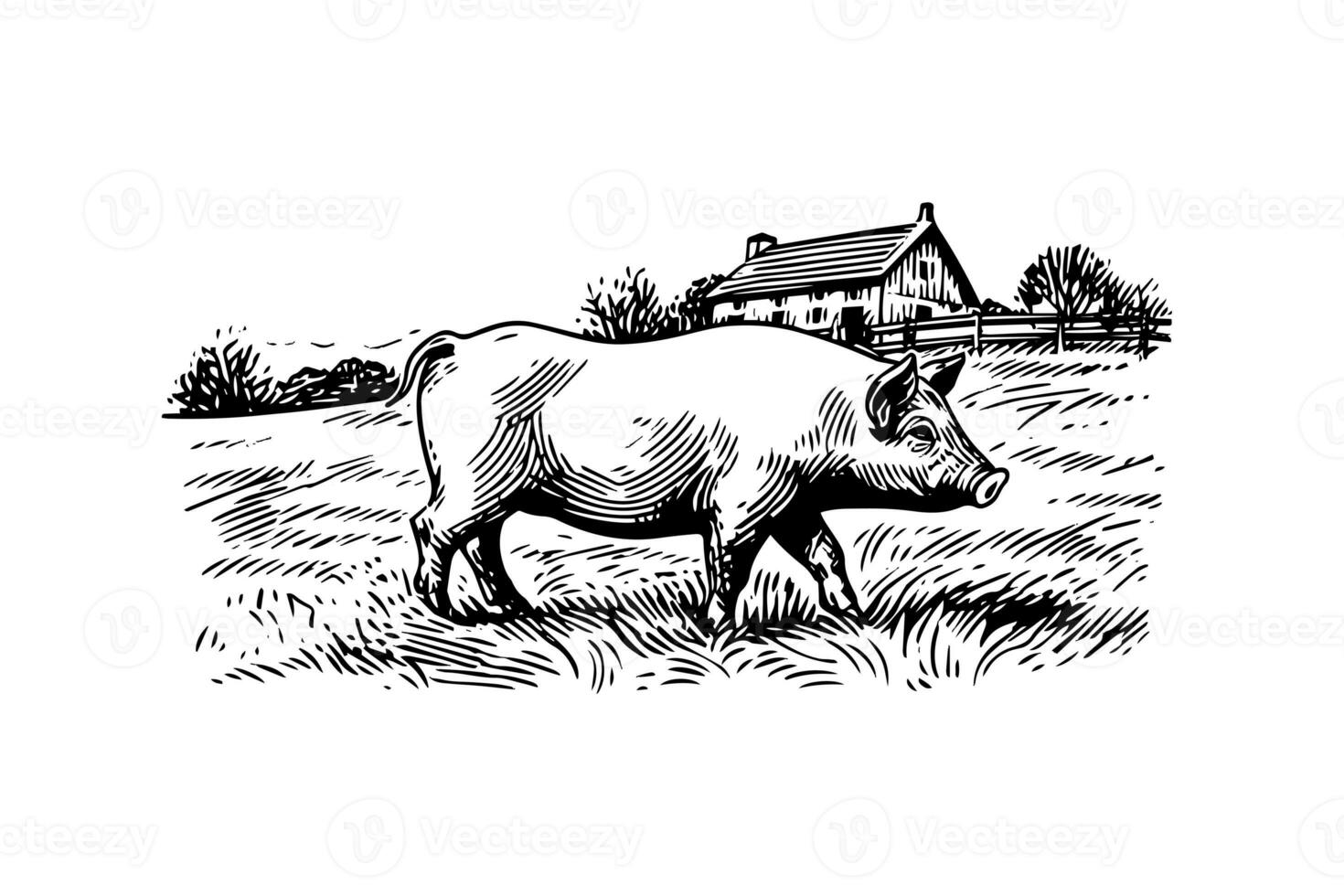 Hand drawn engraved vector picture of village landscape with pigs eat grass in the pasture. photo