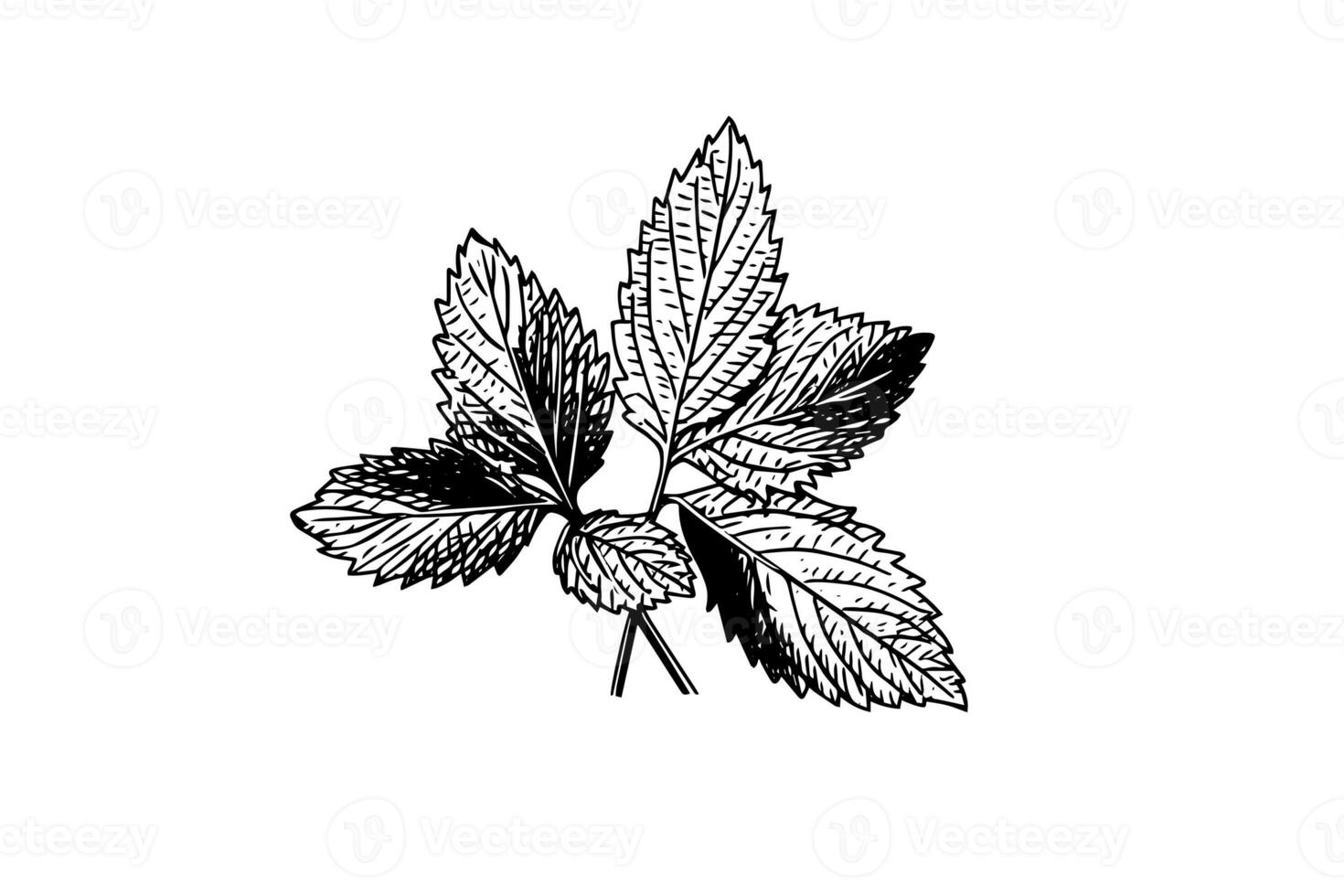 Peppermint sketch. Mint leaves branches and flowers engraving style vector illustration photo