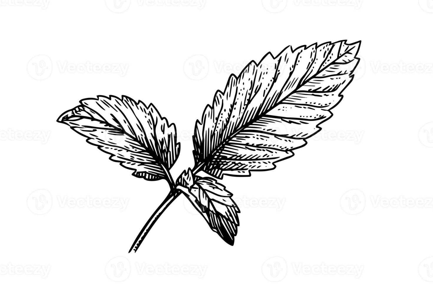 Peppermint sketch. Mint leaves branches and flowers engraving style vector illustration photo