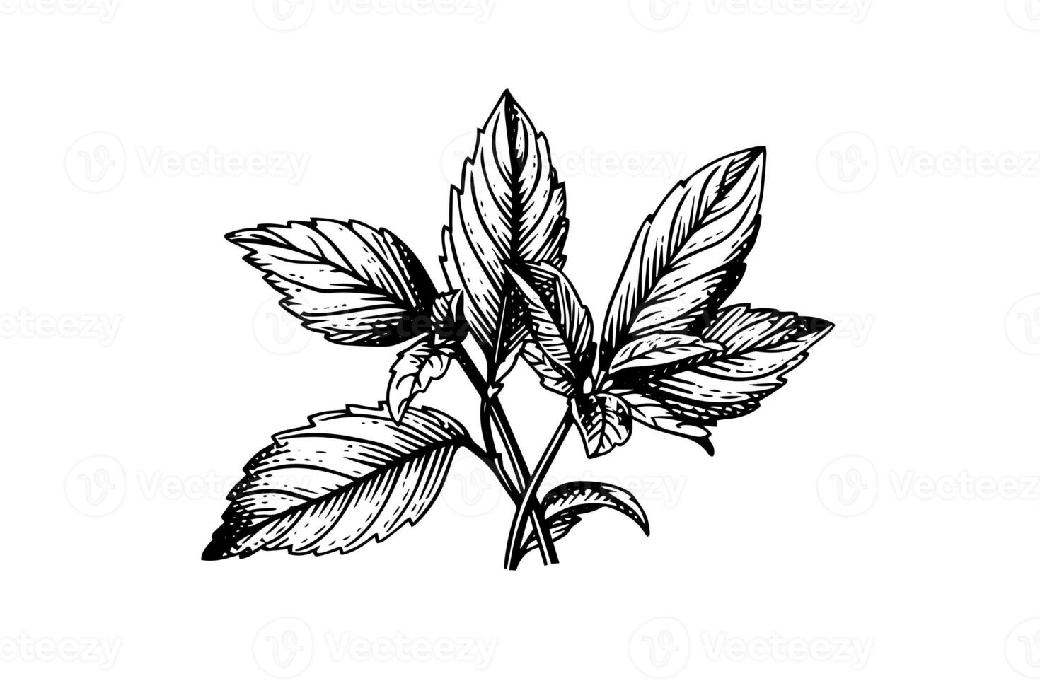 Peppermint sketch. Mint leaves branches and flowers engraving style vector illustration photo