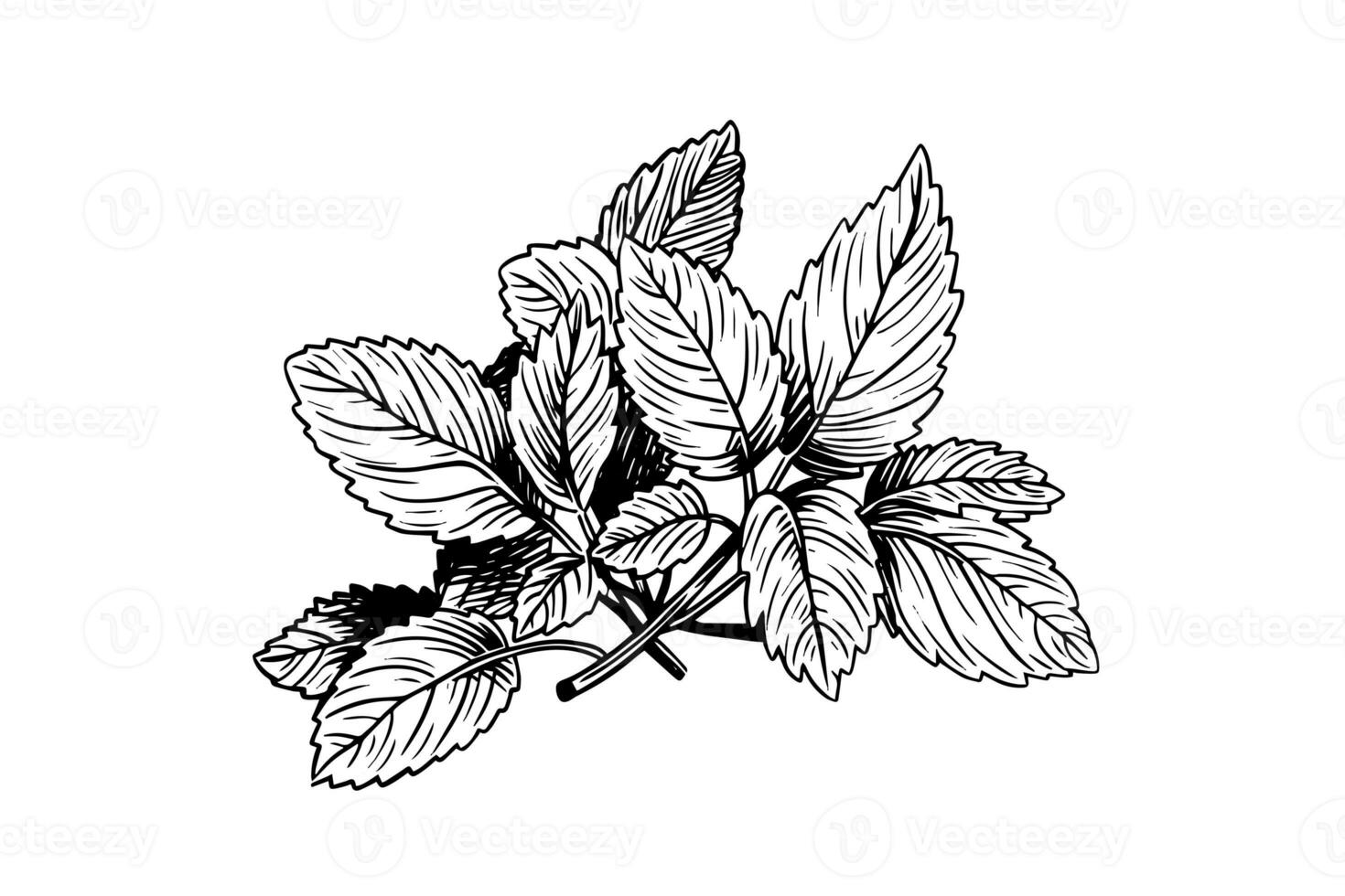 Peppermint sketch. Mint leaves branches and flowers engraving style vector illustration photo