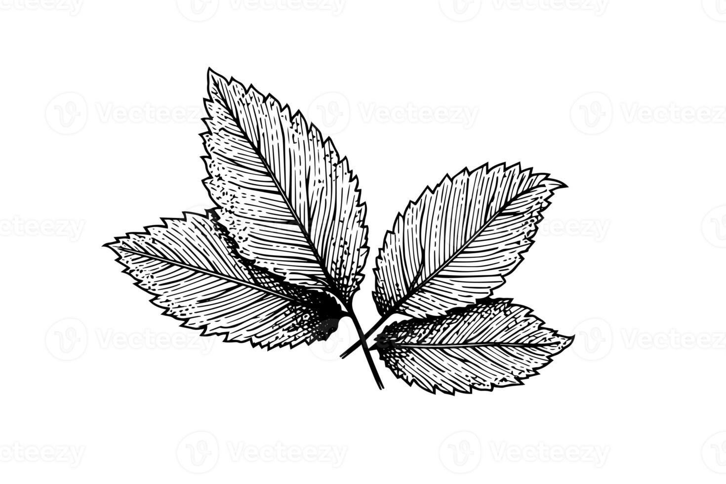 Peppermint sketch. Mint leaves branches and flowers engraving style vector illustration photo