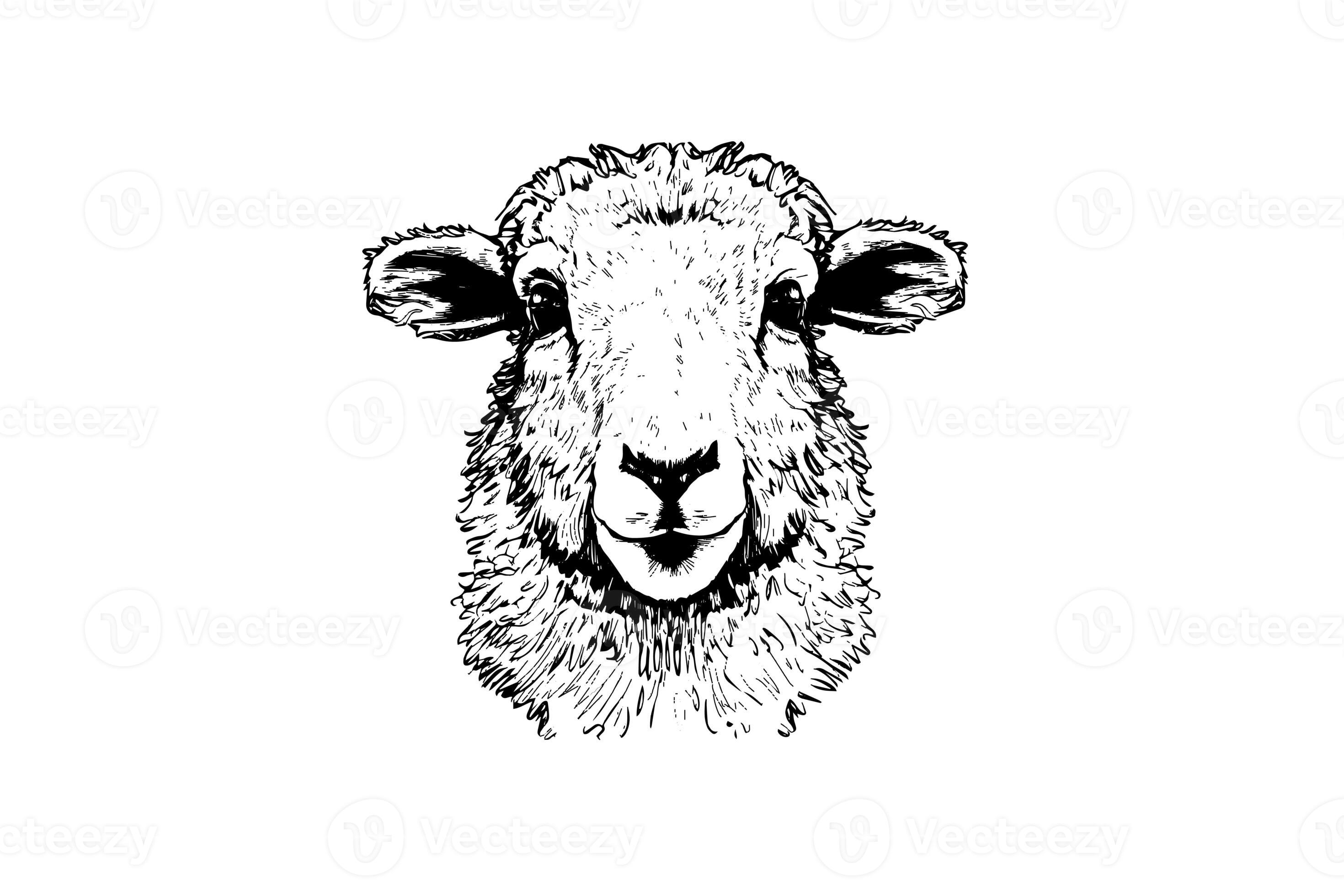 Cute sheep or lamb head engraving style vector illustration. Realistic