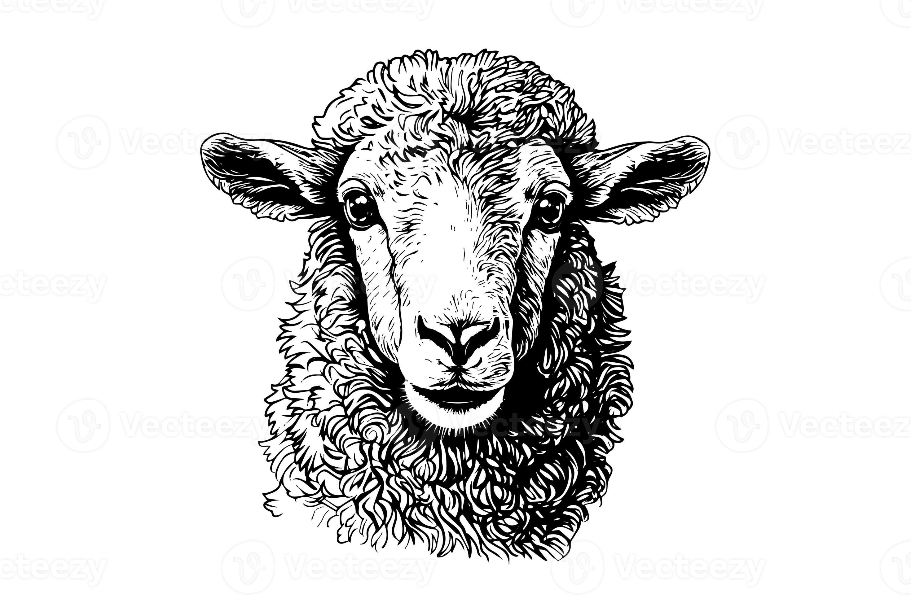 Cute sheep or lamb head engraving style vector illustration. Realistic