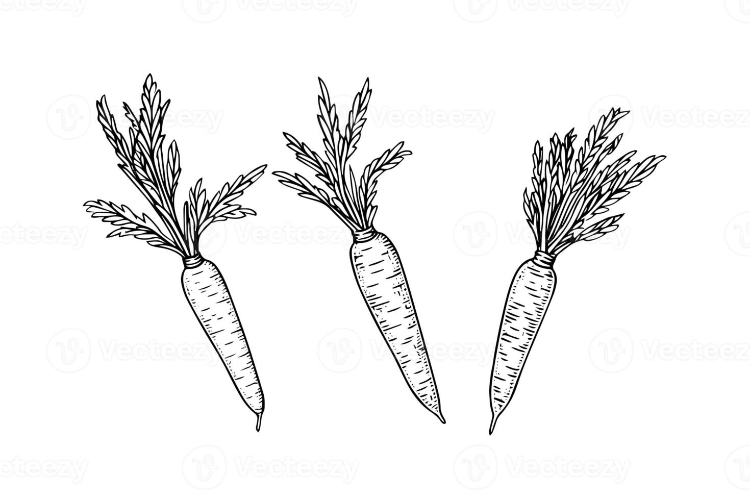 Carrot with tops. Engraving sketch hand drawn vector illustration. photo