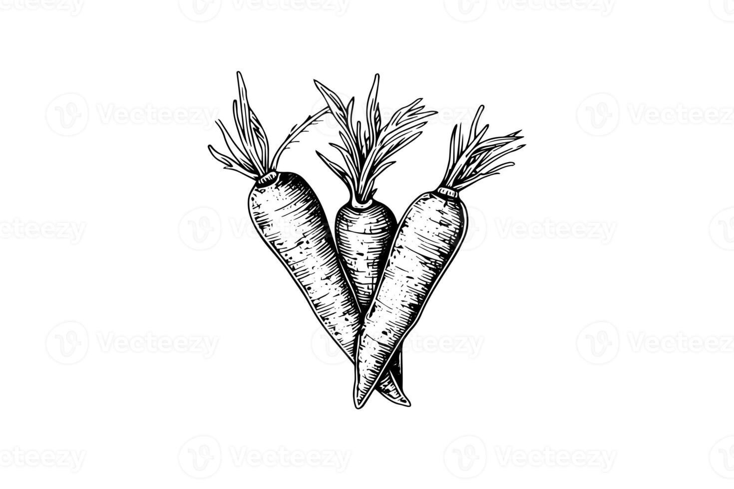 Carrot with tops. Engraving sketch hand drawn vector illustration. photo