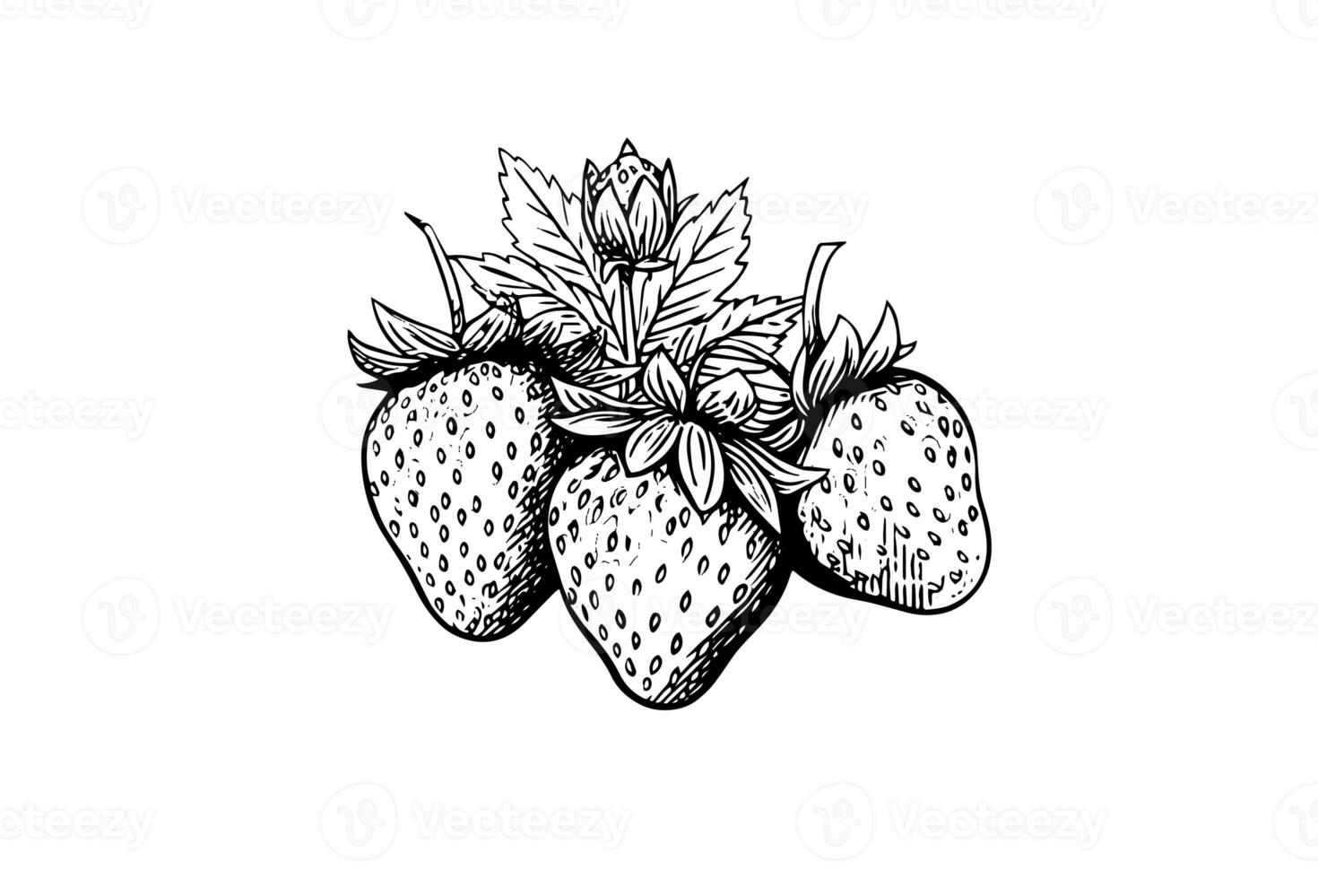 Strawberry in engraving style. Design element for poster, card, banner, sign. Vector illustration photo