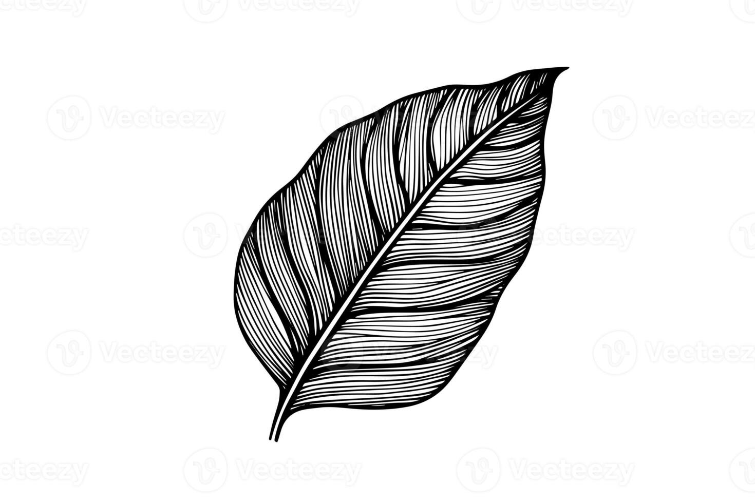 Exotic tropical leaf hand drawn vector. Botanical leaves engraved ink art. photo