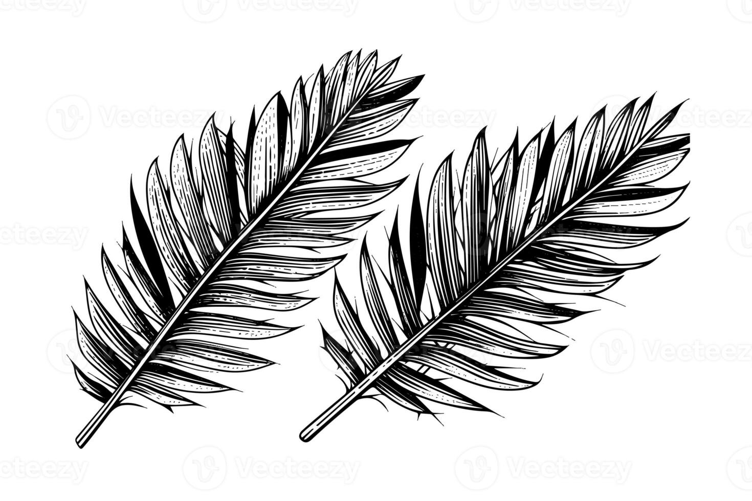 Exotic tropical leaf hand drawn vector. Botanical leaves engraved ink art. photo