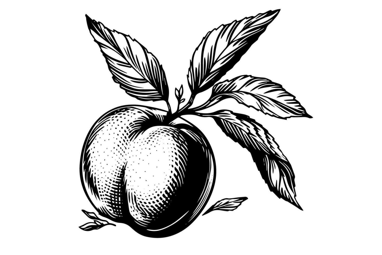 Peach or Apricot fruit hand drawn sketch in engraved style. vector