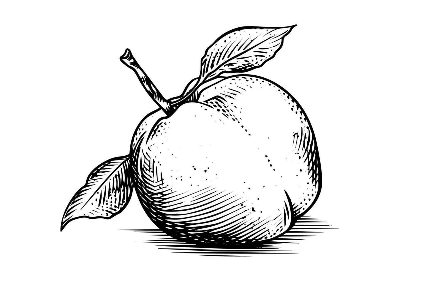 Peach or Apricot fruit hand drawn sketch in engraved style. vector