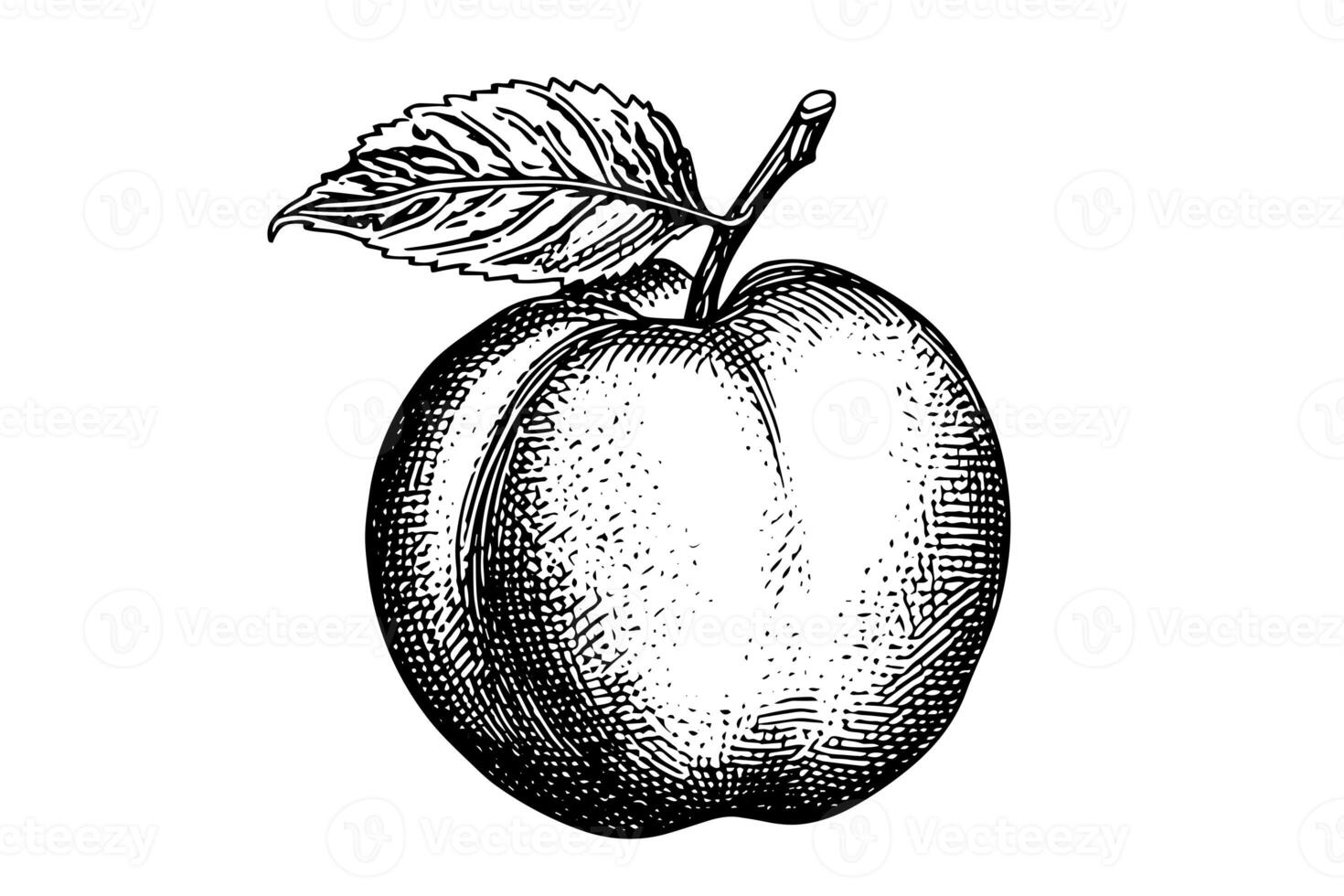 Peach or Apricot fruit hand drawn sketch in engraved style. photo