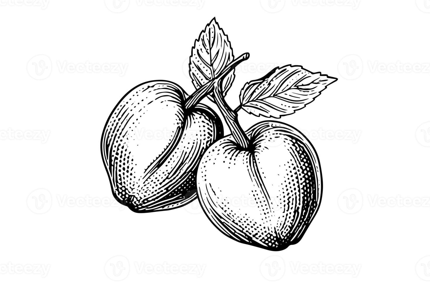 Peach or Apricot fruit hand drawn sketch in engraved style. photo