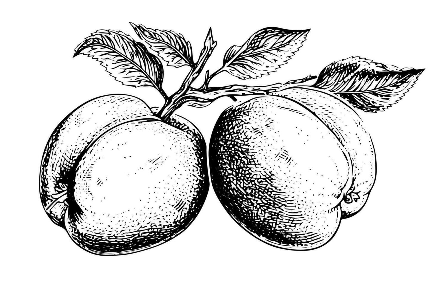 Peach or Apricot fruit hand drawn sketch in engraved style. vector