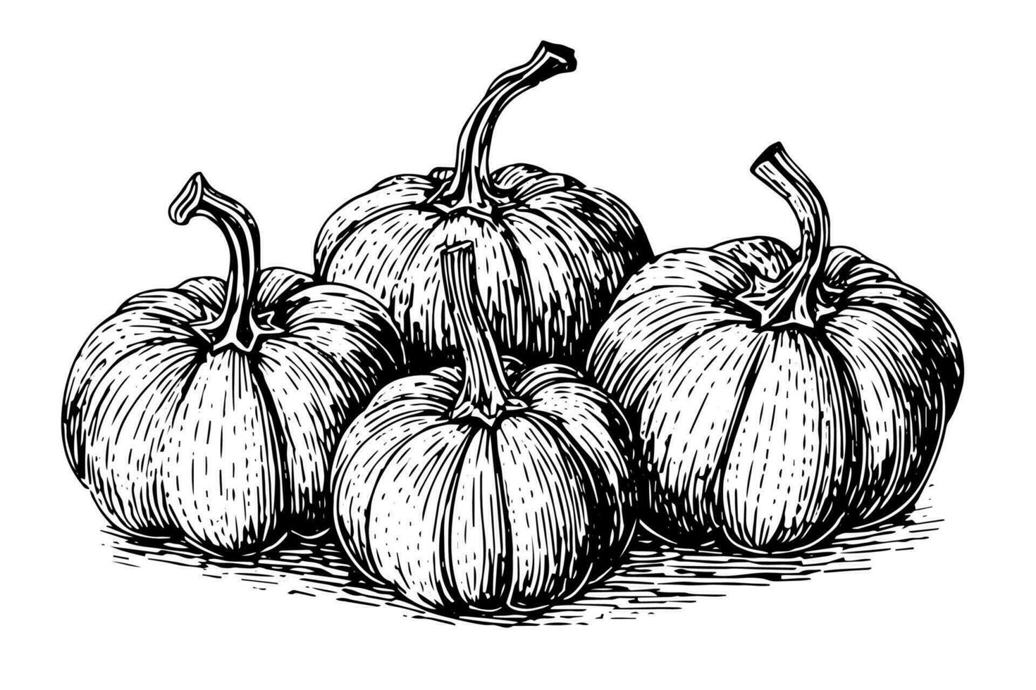 Ink sketch of pumpkin isolated on white background. Hand drawn vector illustration.