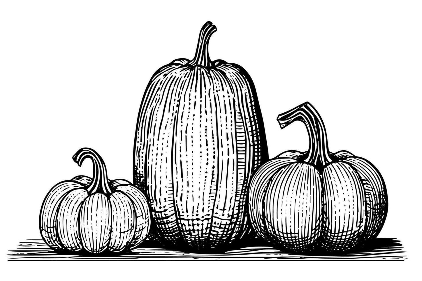 Ink sketch of pumpkin isolated on white background. Hand drawn vector illustration.