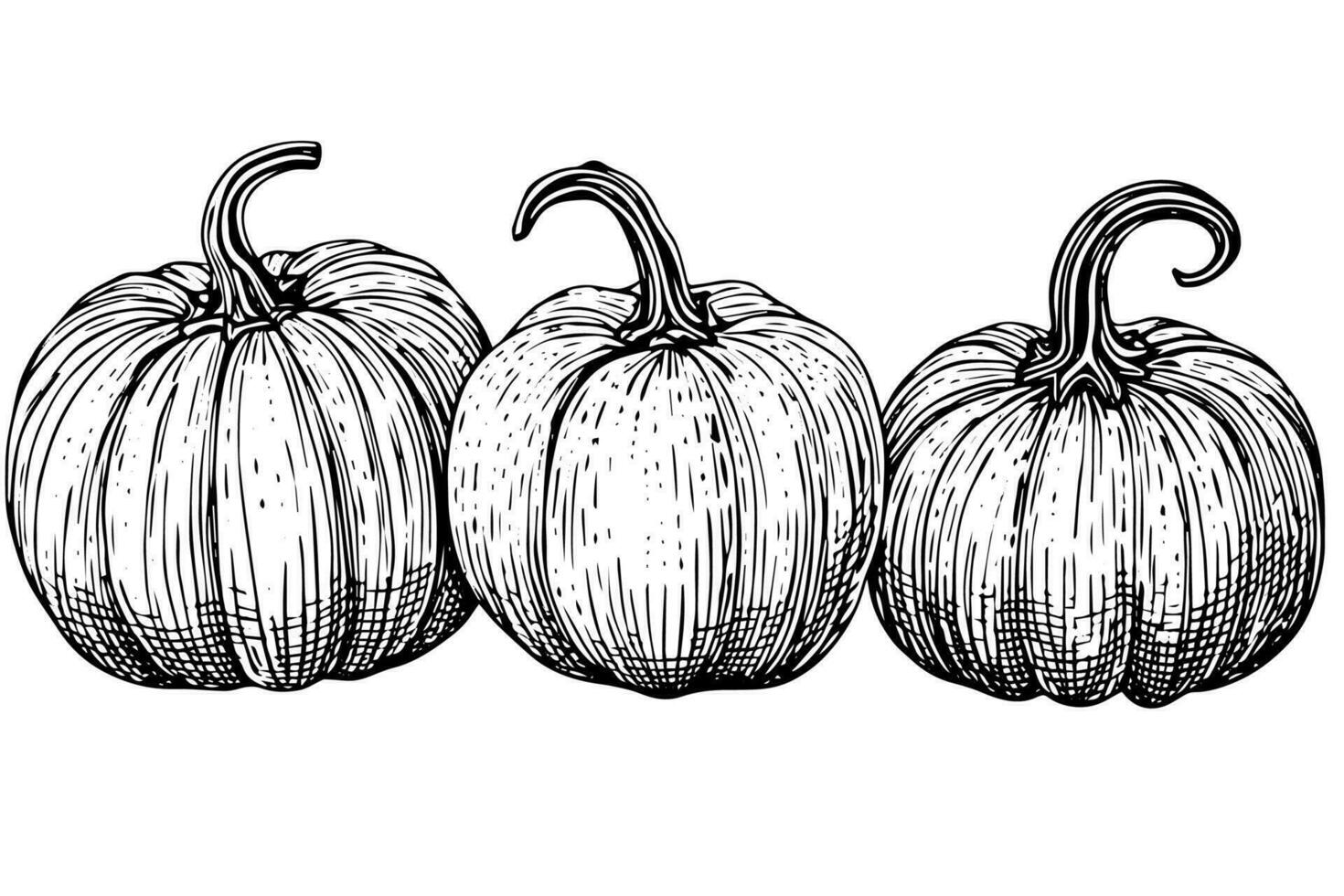 Ink sketch of pumpkin isolated on white background. Hand drawn vector illustration.