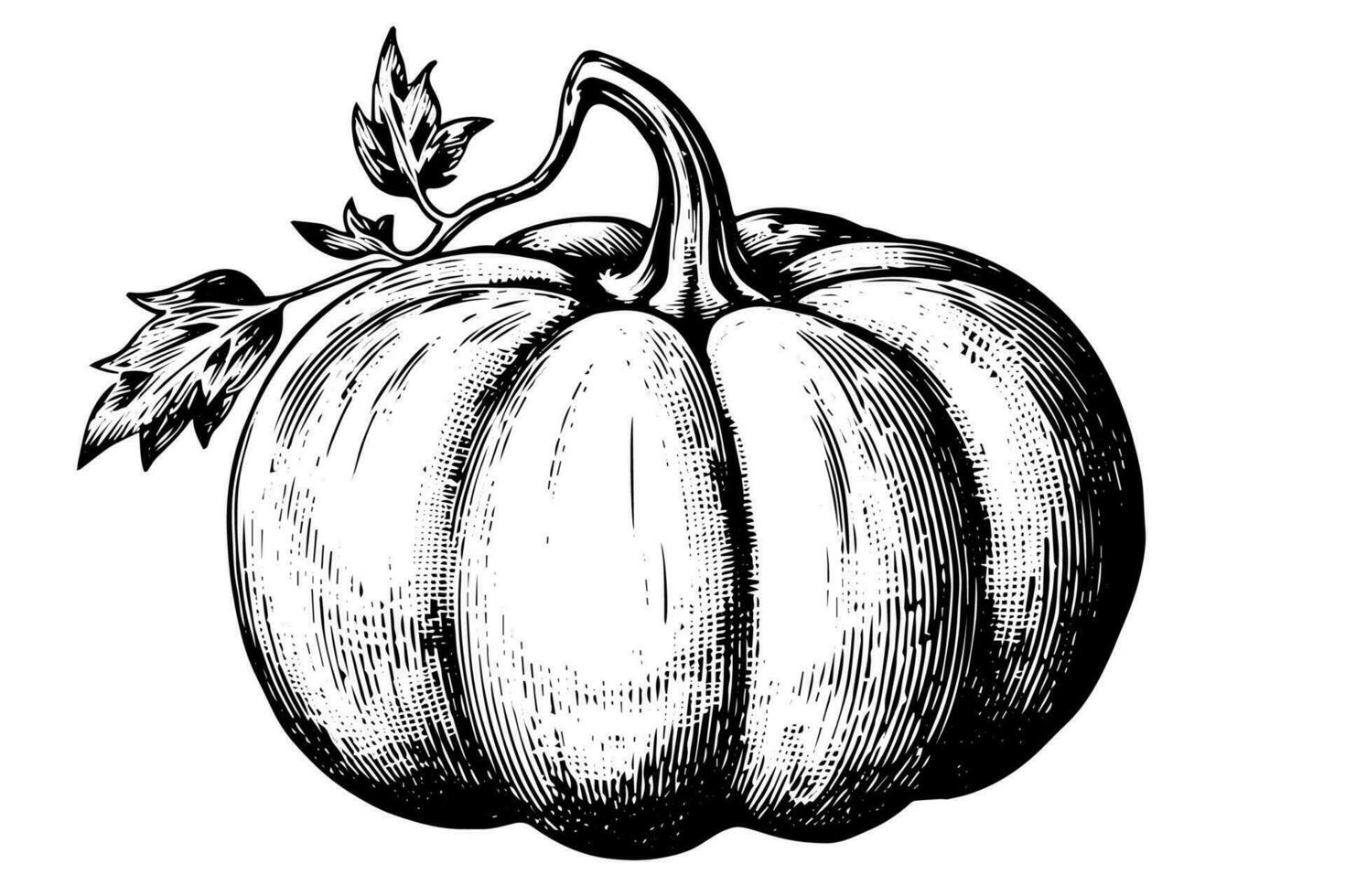 Ink sketch of pumpkin isolated on white background. Hand drawn vector illustration.