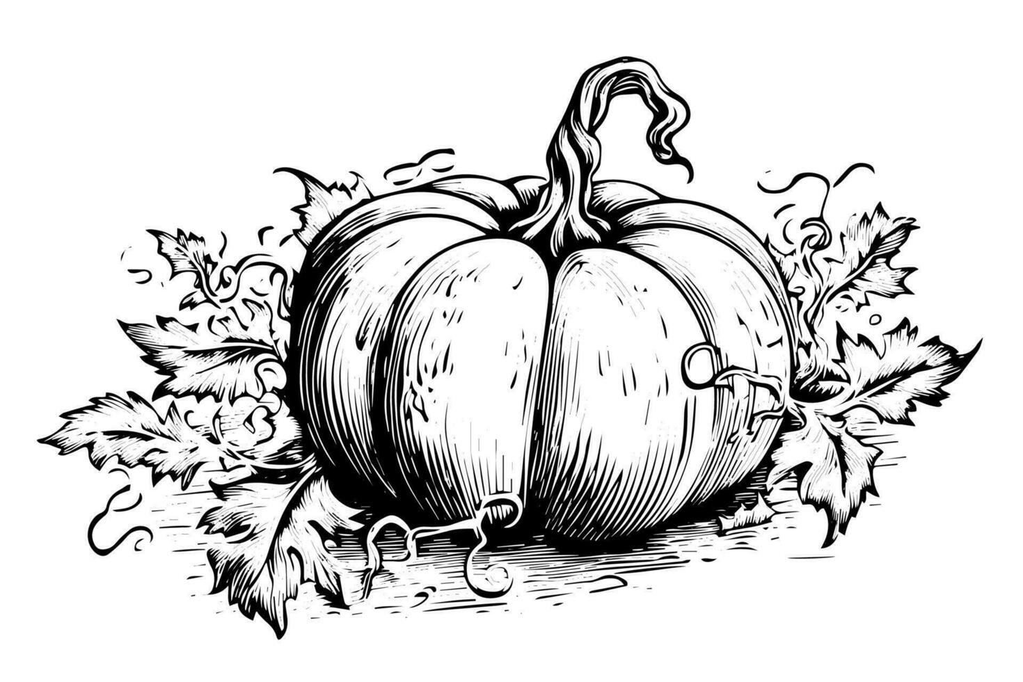 Ink sketch of pumpkin isolated on white background. Hand drawn vector illustration.