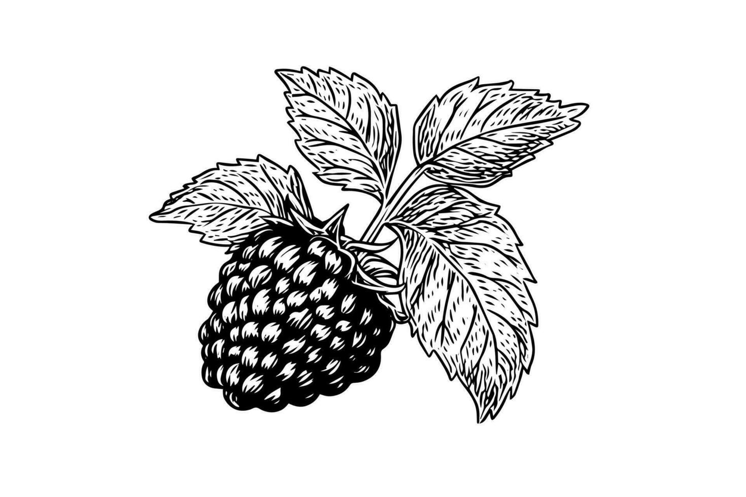 Raspberry branch hand drawing ink sketch. Engraving style vector