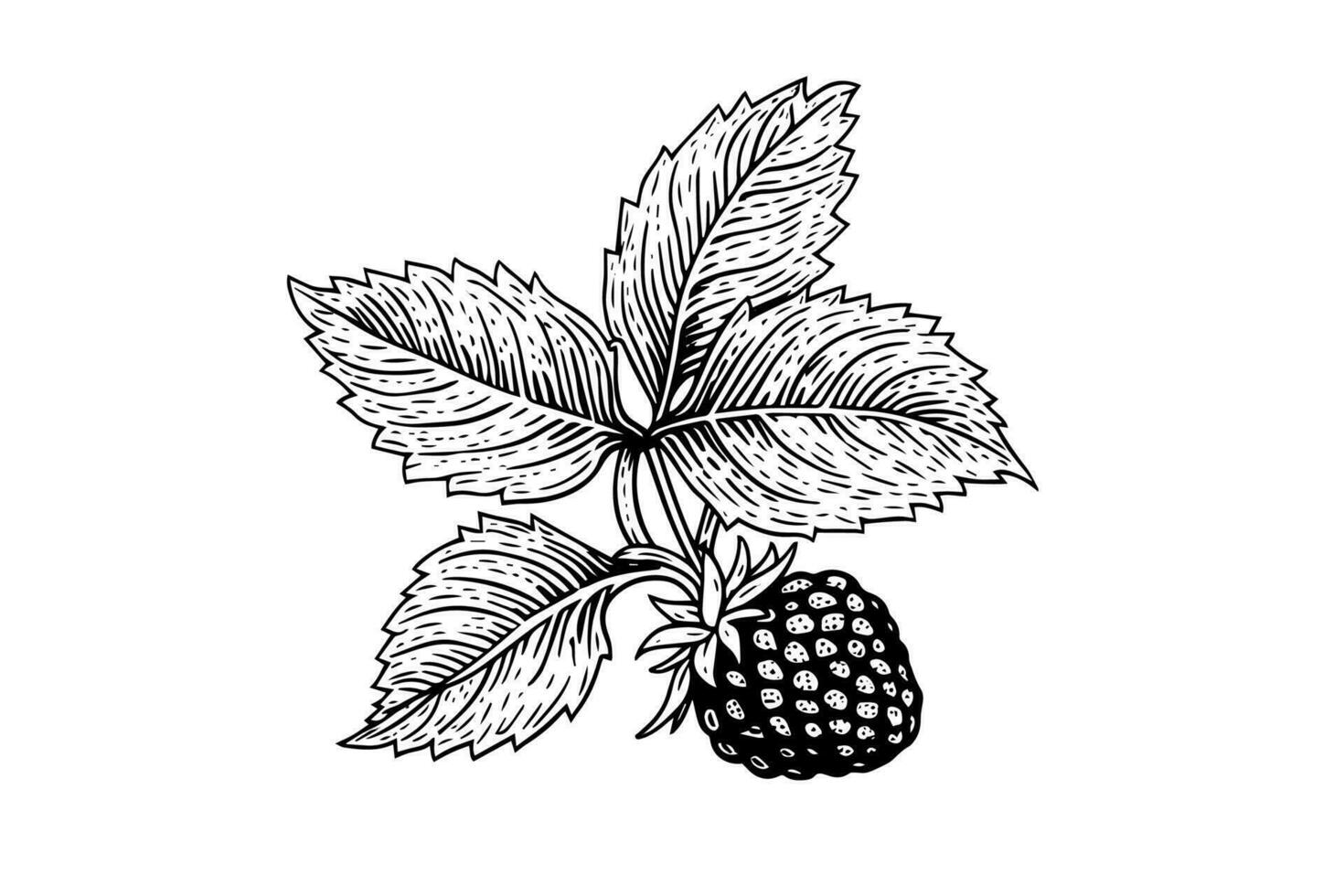 Raspberry branch hand drawing ink sketch. Engraving style vector