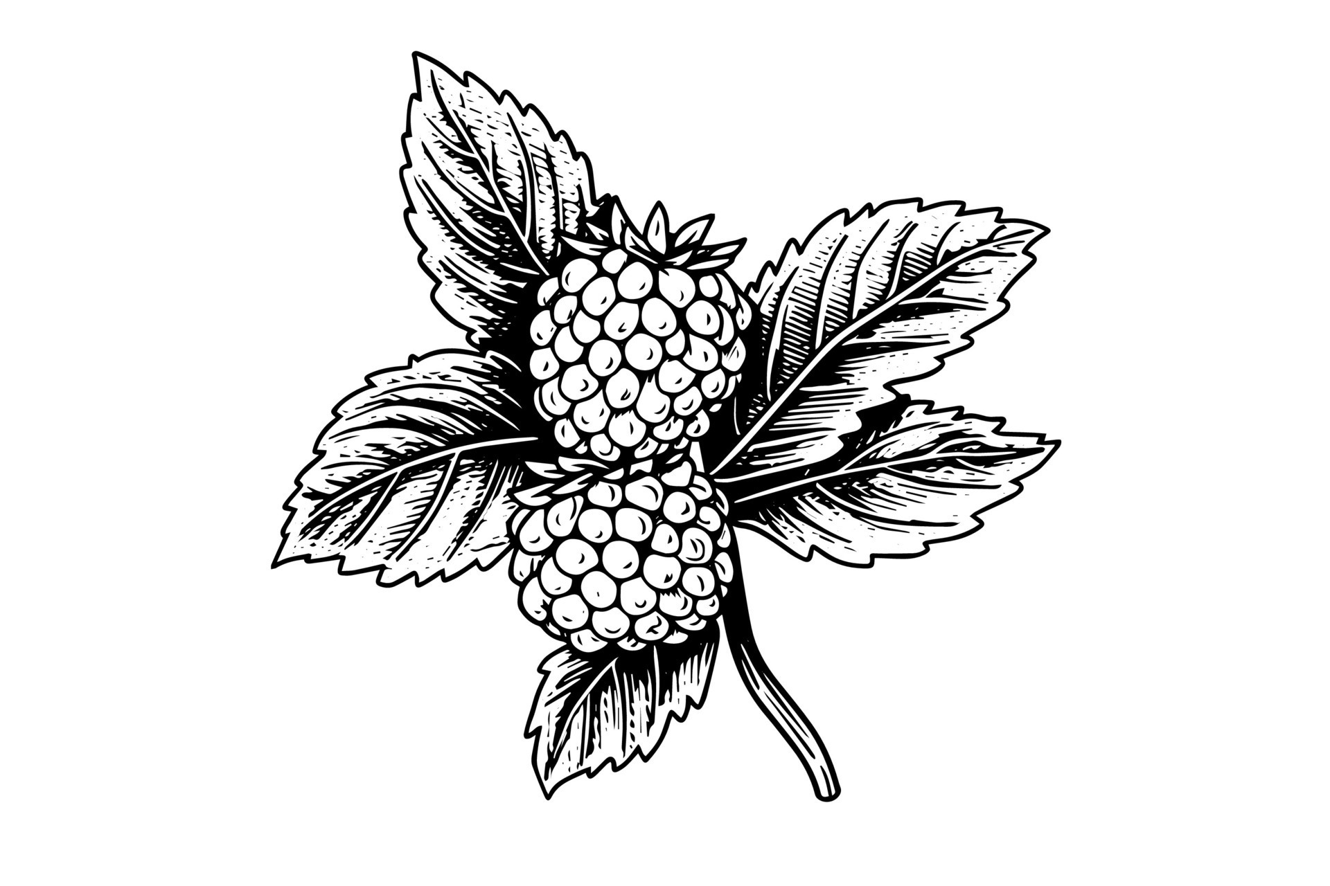 Raspberry branch hand drawing ink sketch. Engraving style vector