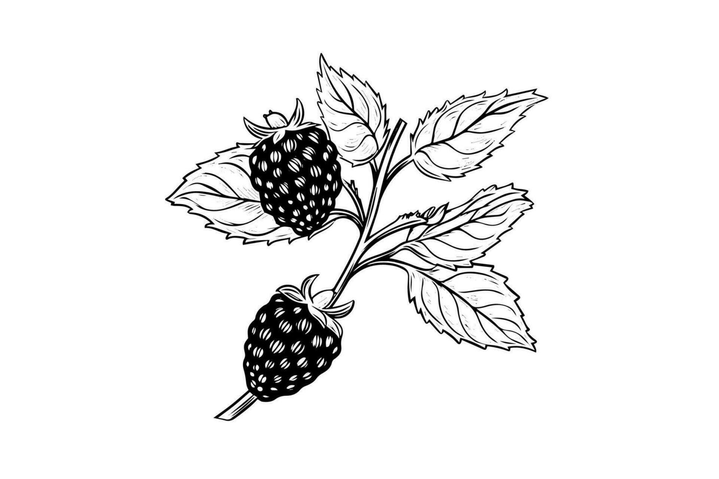 Raspberry branch hand drawing ink sketch. Engraving style vector