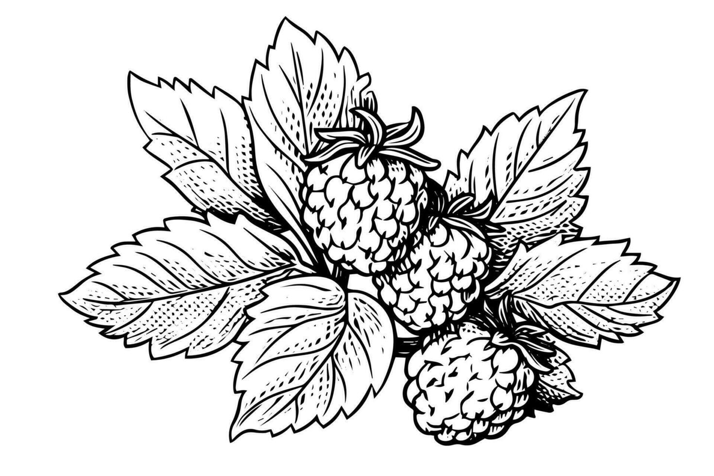 Raspberry branch hand drawing ink sketch. Engraving style vector