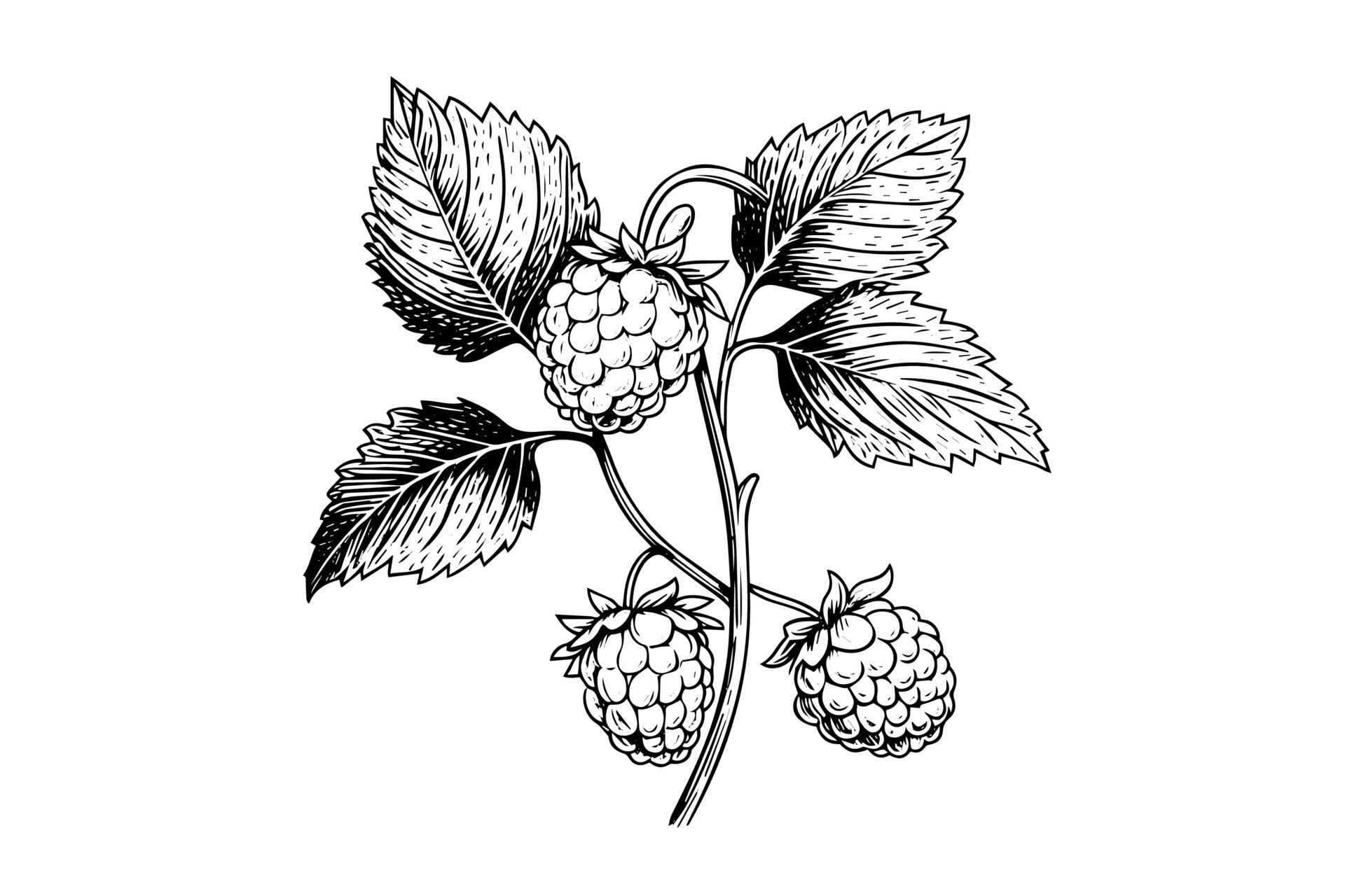 Raspberry branch hand drawing ink sketch. Engraving style vector