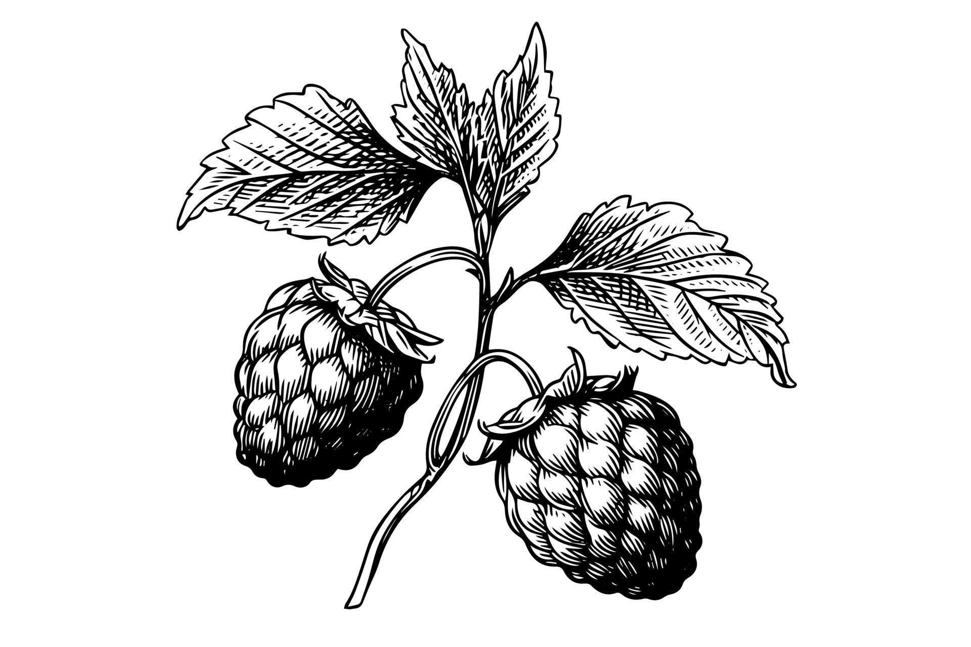 Raspberry branch hand drawing ink sketch. Engraving style vector