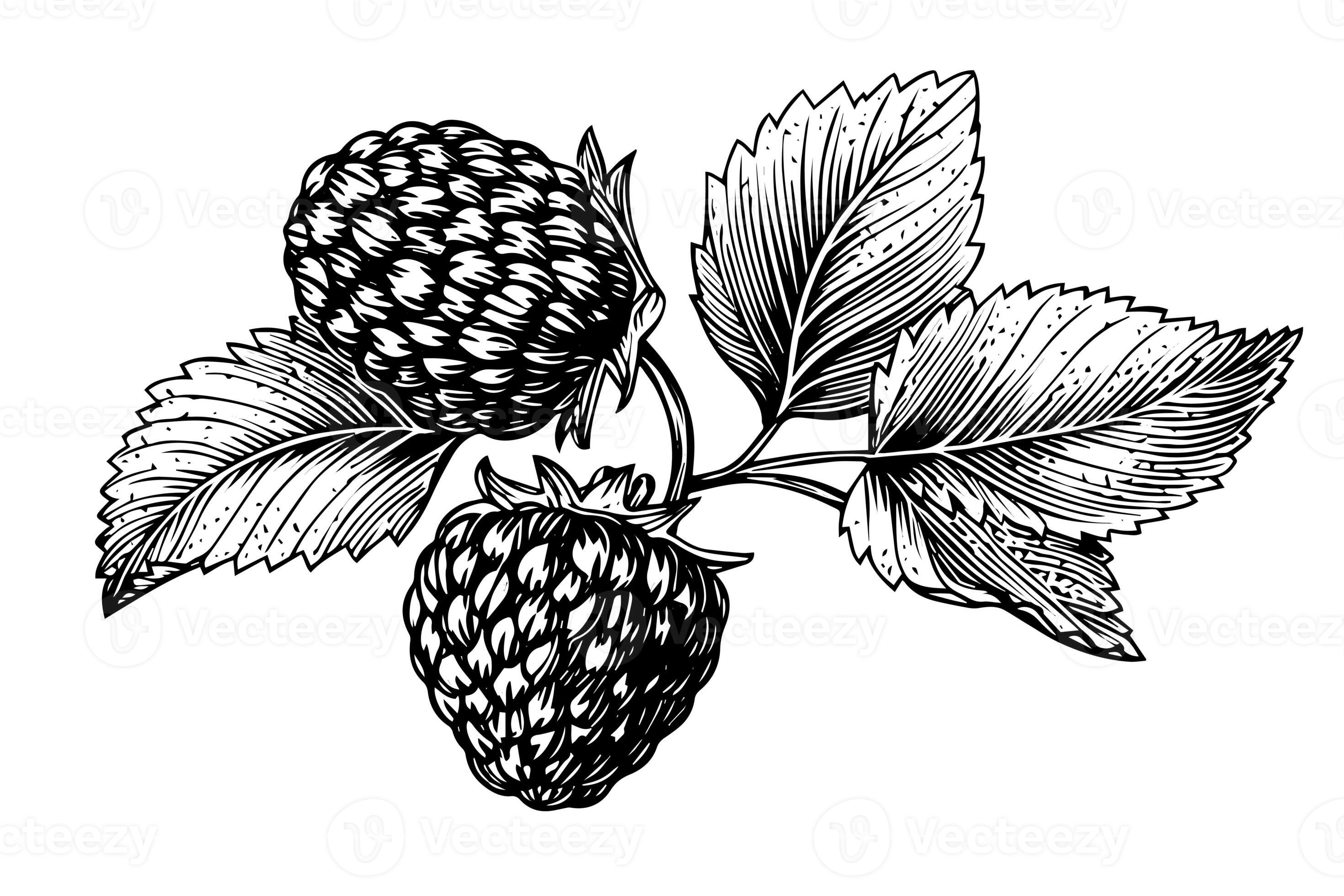 Raspberry branch hand drawing ink sketch. Engraving style vector