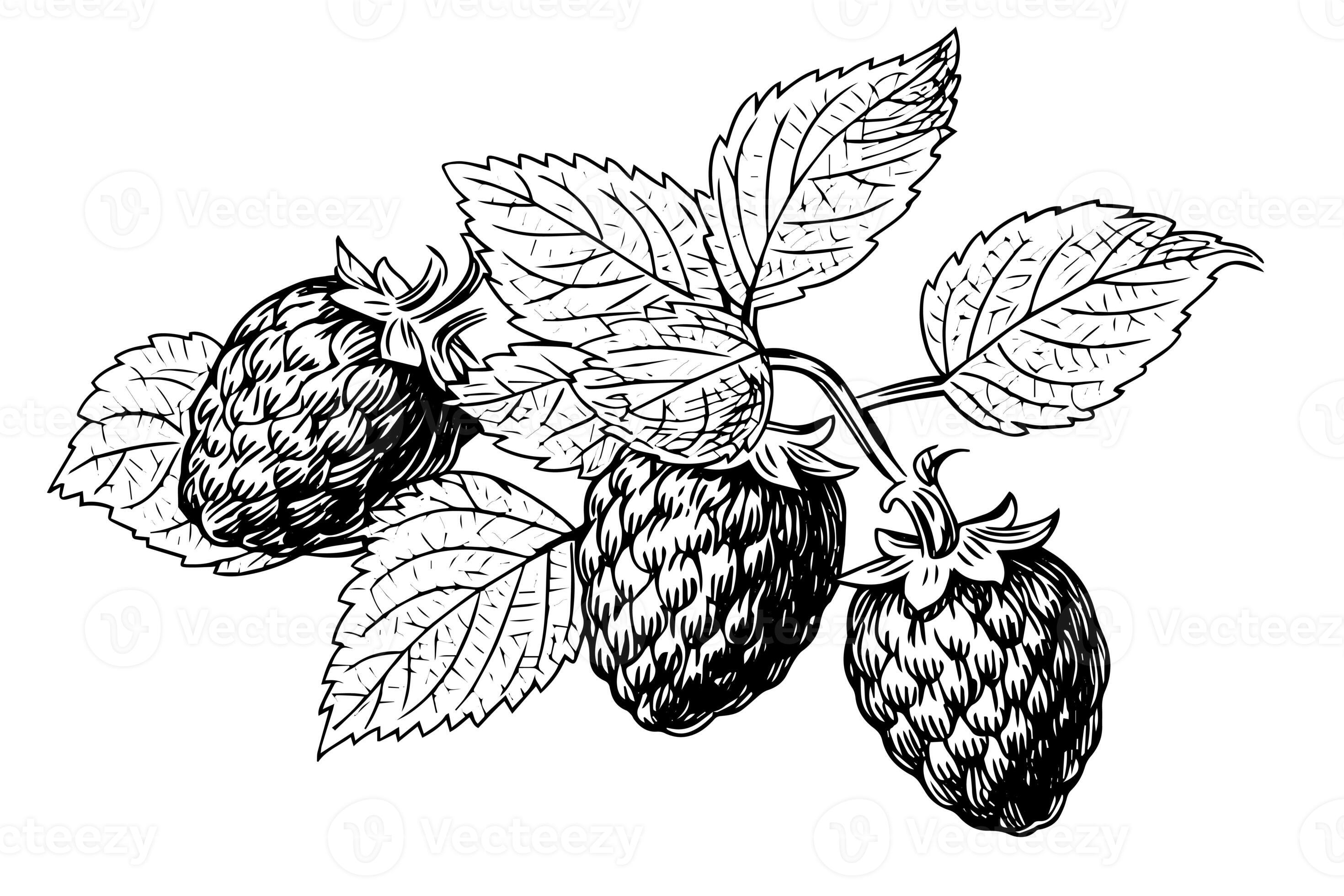 Raspberry branch hand drawing ink sketch. Engraving style vector