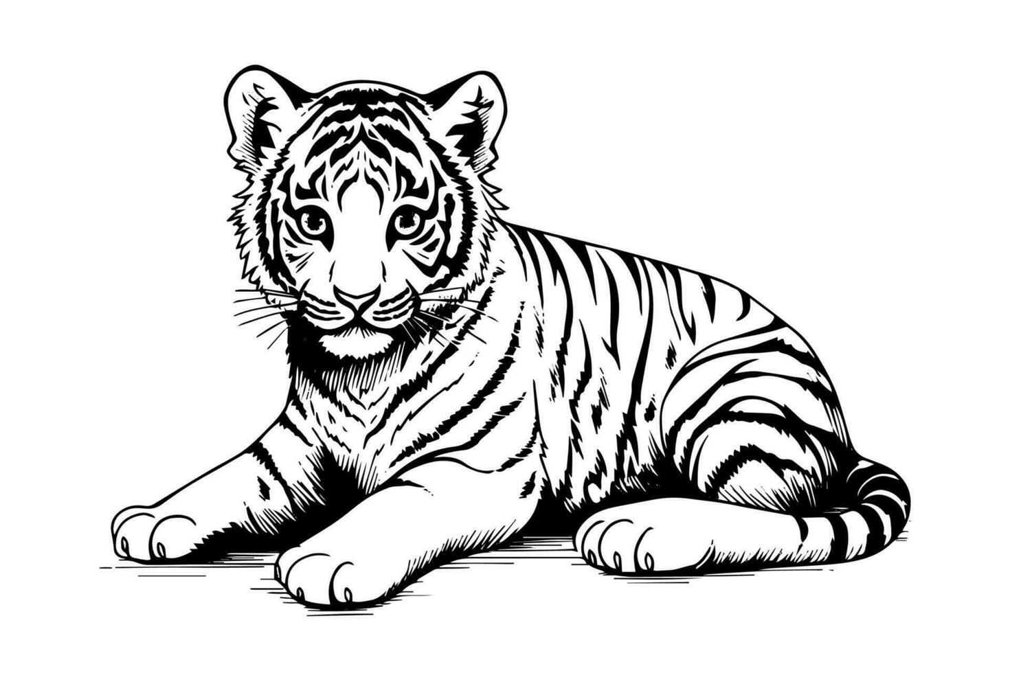 Hand drawn engraving style sketch of a tiger cub, vector ink illustration.