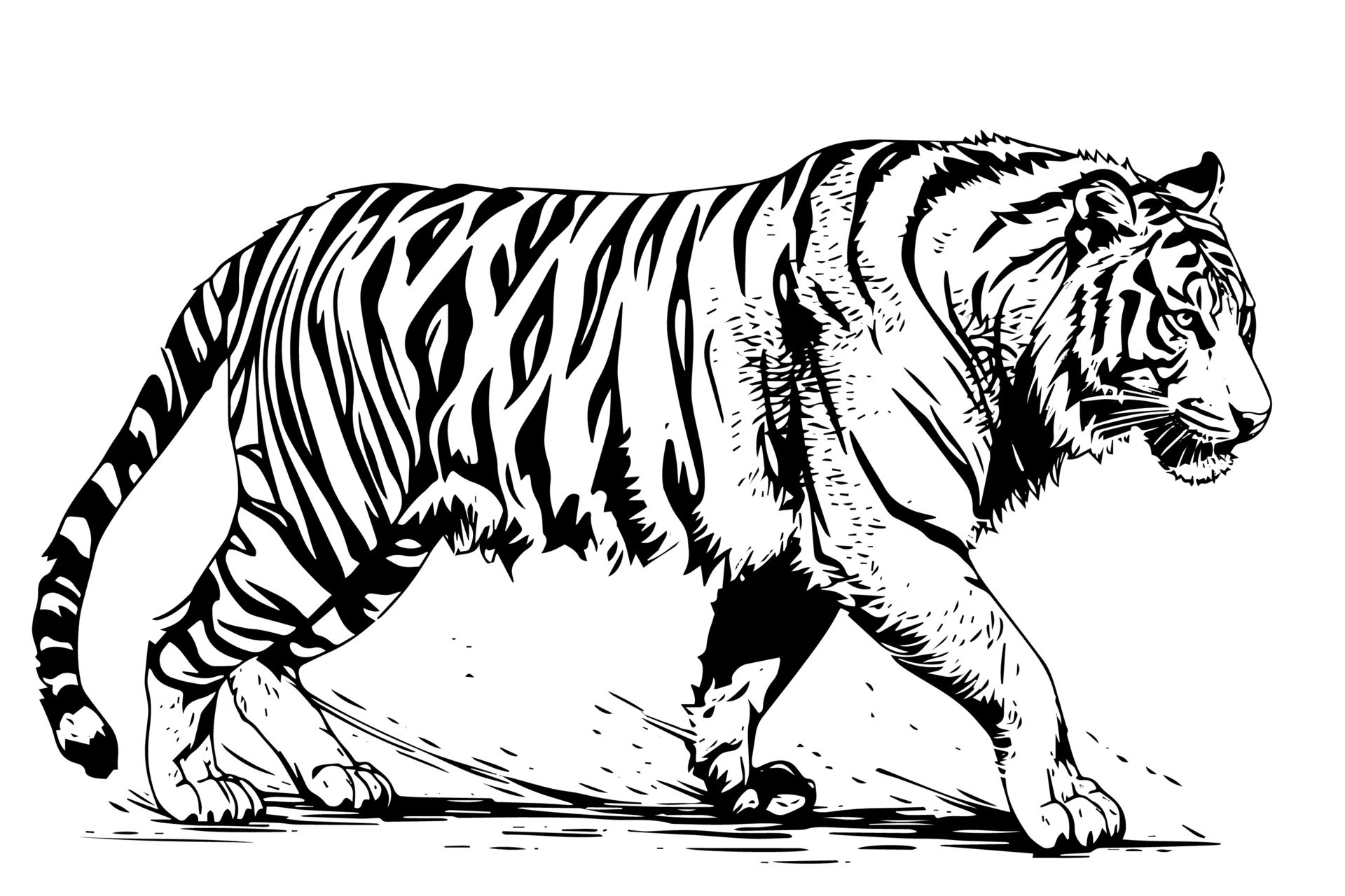 Hand drawn engraving style sketch of a tiger, vector ink illustration ...