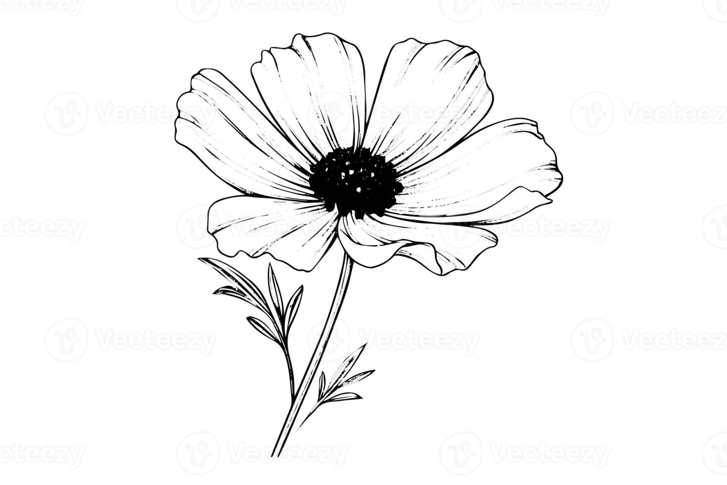 Isolated cosmea vector illustration element. Black and white engraving style ink art. photo