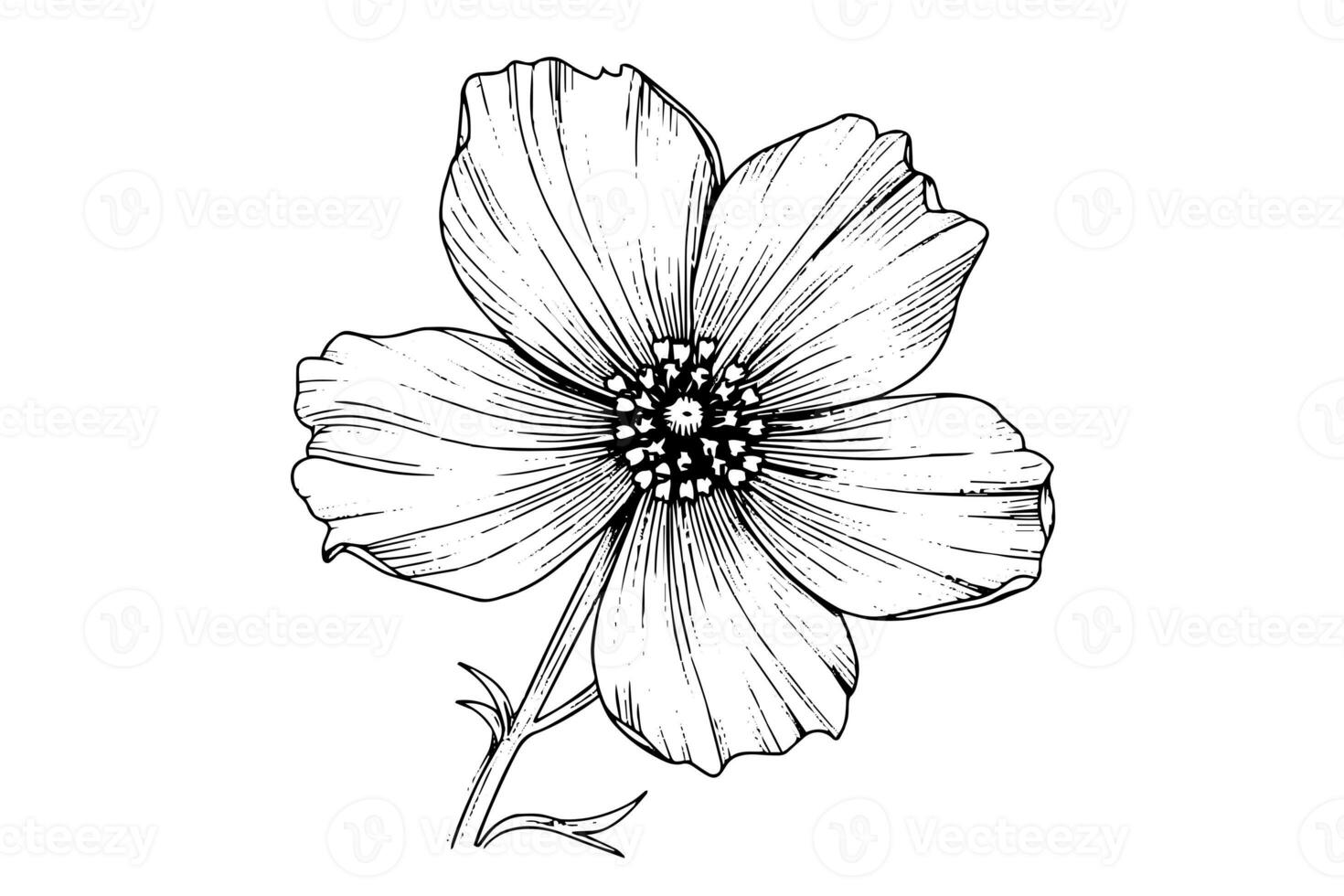 Isolated cosmea vector illustration element. Black and white engraving style ink art. photo