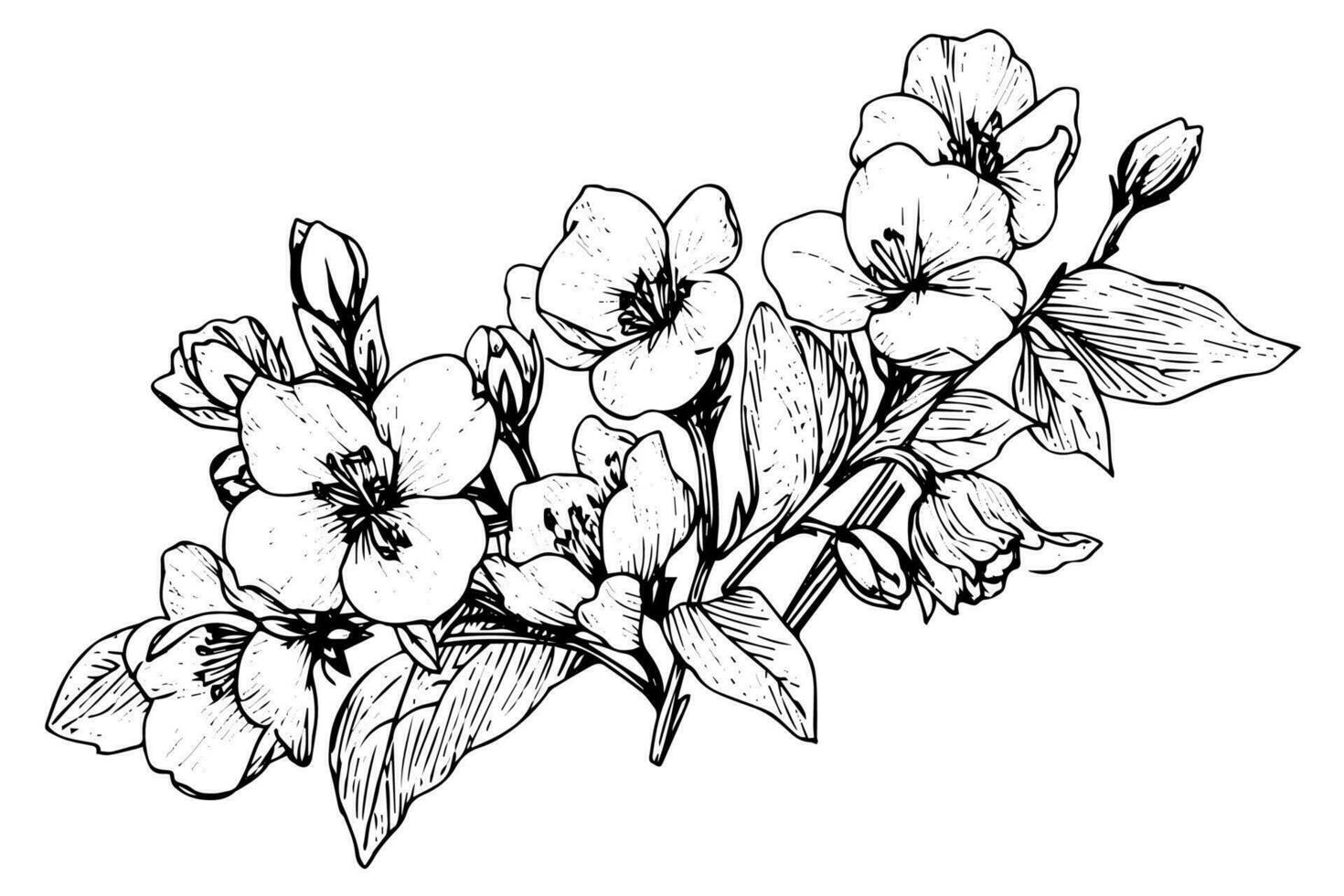 Isolated cosmea vector illustration element. Black and white engraving style ink art.