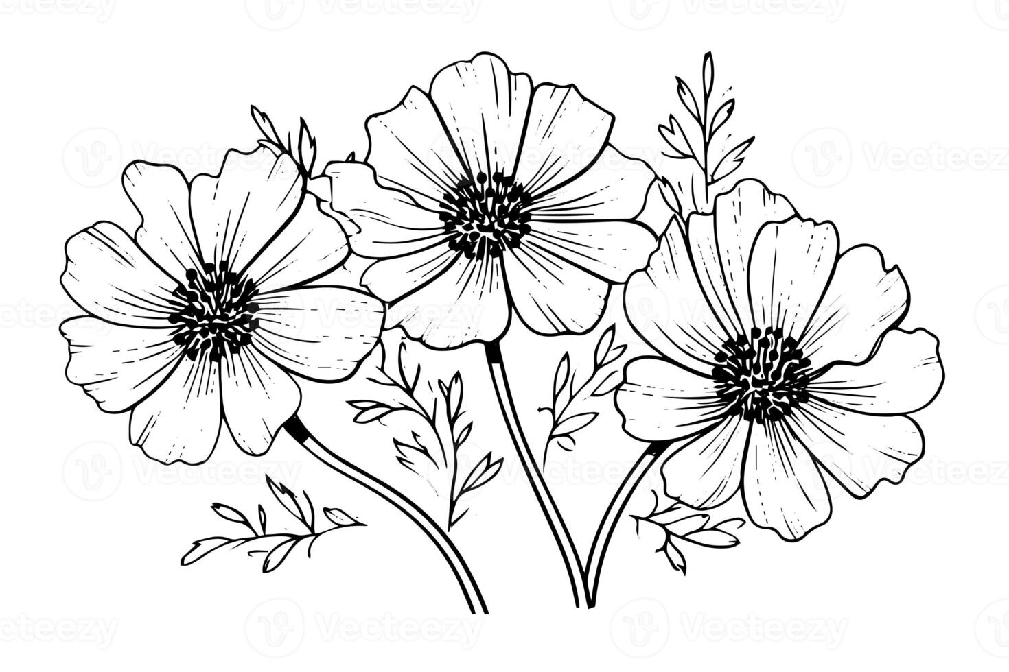 Isolated cosmea vector illustration element. Black and white engraving style ink art. photo