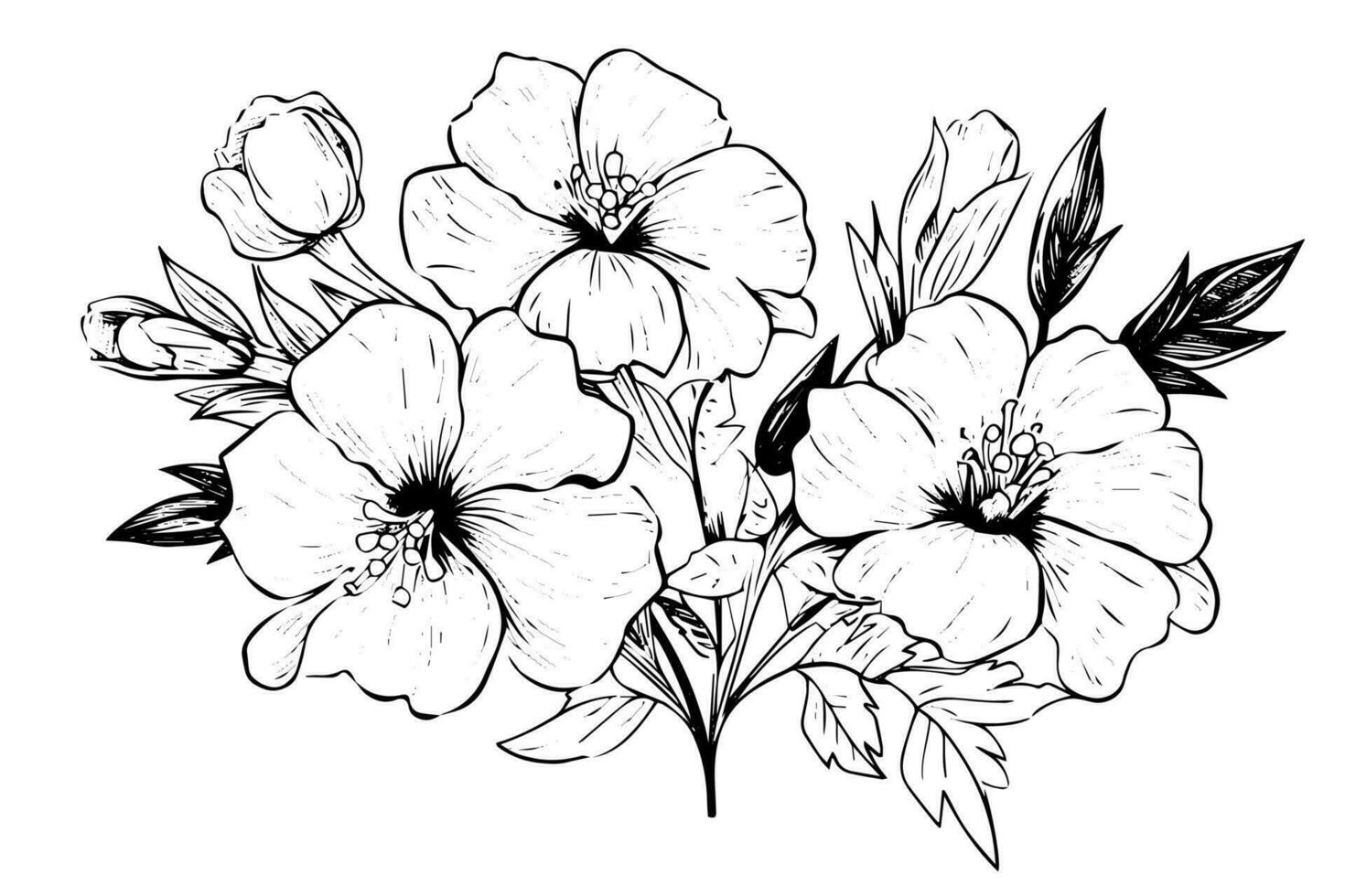 Isolated cosmea vector illustration element. Black and white engraving style ink art.