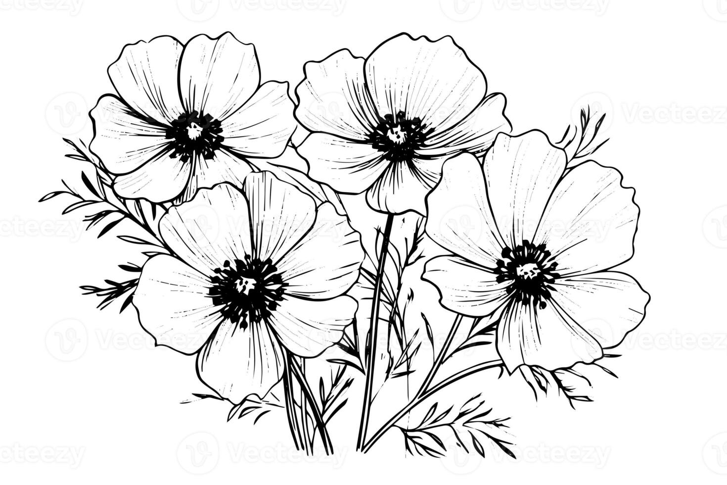 Isolated cosmea vector illustration element. Black and white engraving style ink art. photo