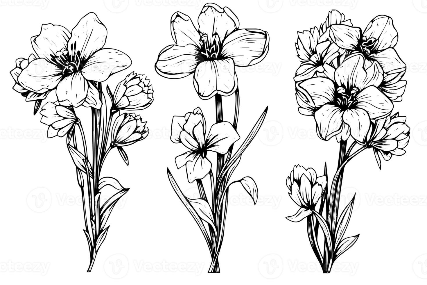 Isolated cosmea vector illustration element. Black and white engraving style ink art. photo