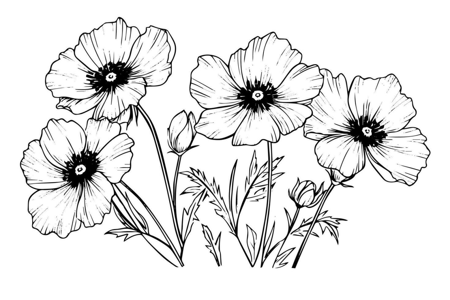 Isolated cosmea vector illustration element. Black and white engraving style ink art.