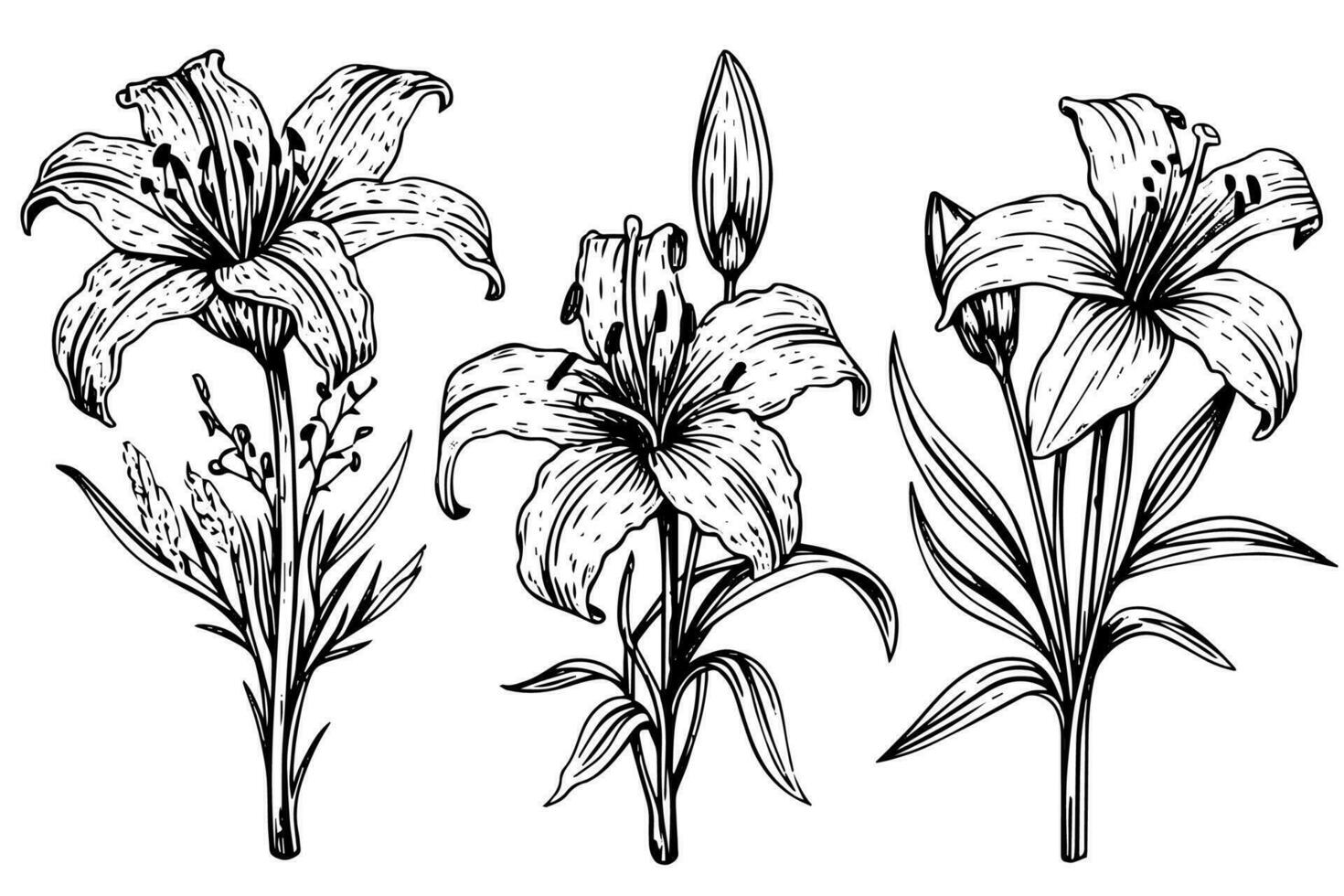 Monochrome black and white bouquet lily isolated on white background. Hand-drawn vector illsutration.