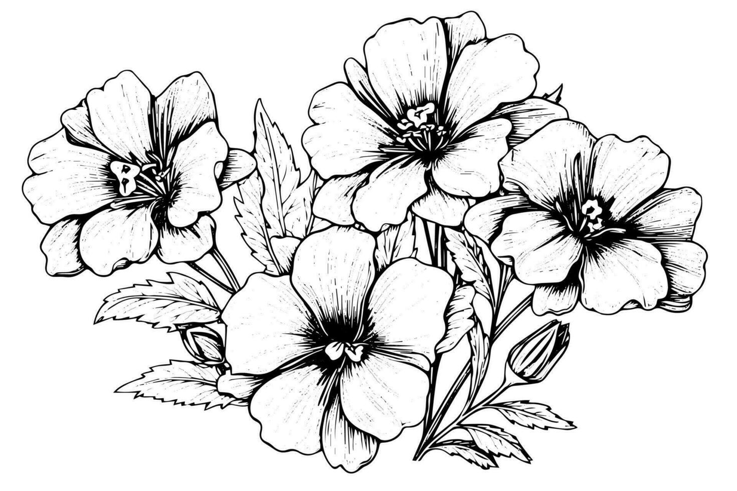 Isolated cosmea vector illustration element. Black and white engraving style ink art.