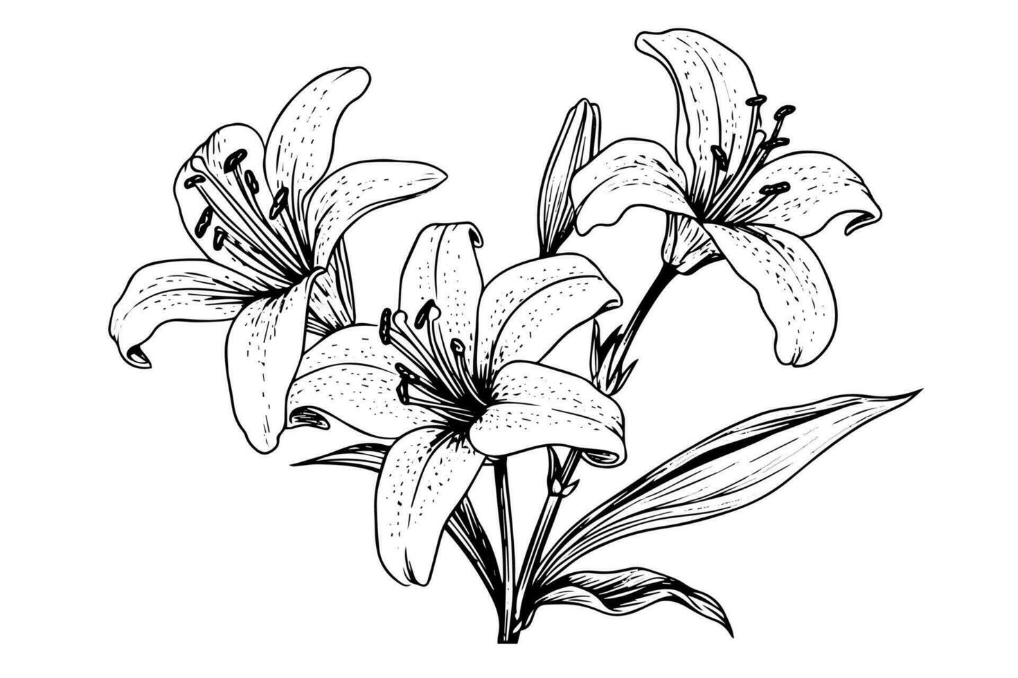 Monochrome black and white bouquet lily isolated on white background. Hand-drawn vector illsutration.