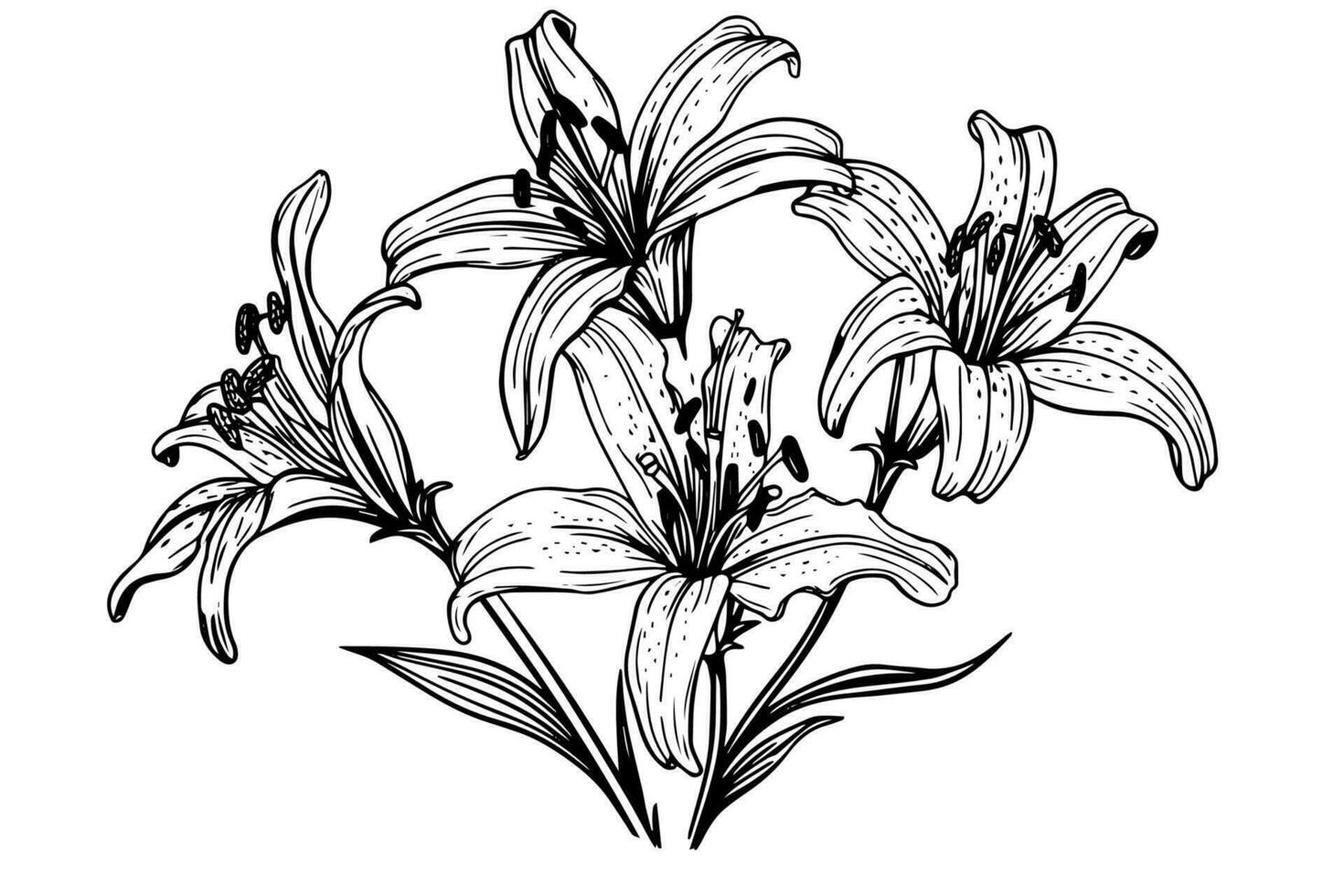 Monochrome black and white bouquet lily isolated on white background. Hand-drawn vector illsutration.