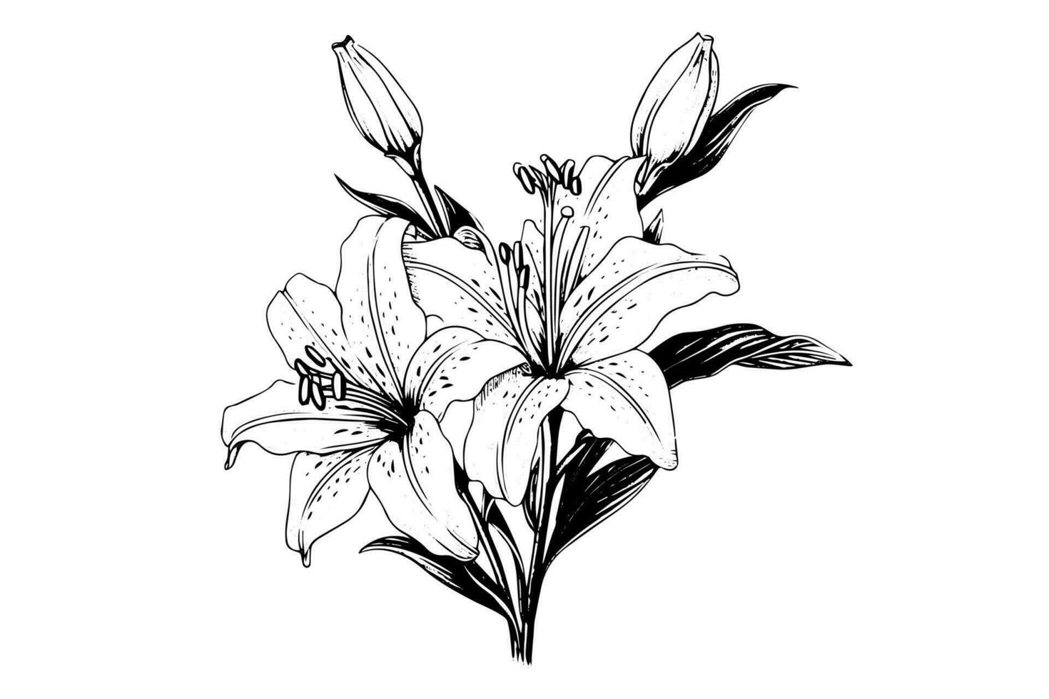 Monochrome black and white bouquet lily isolated on white background. Hand-drawn vector illsutration.