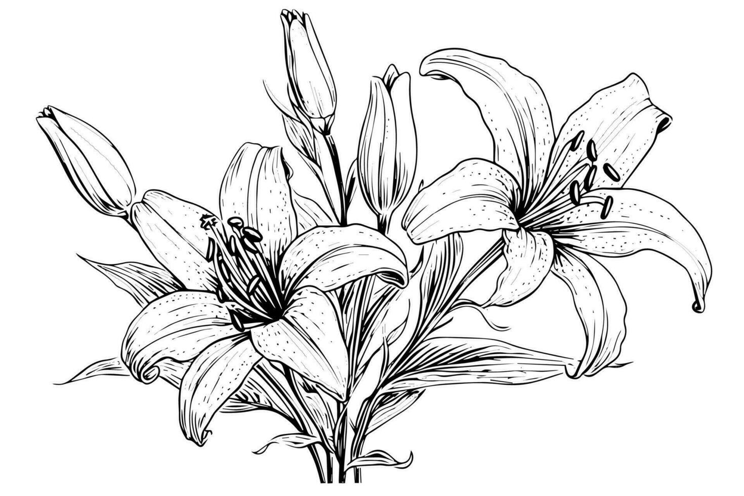 Monochrome black and white bouquet lily isolated on white background. Hand-drawn vector illsutration.