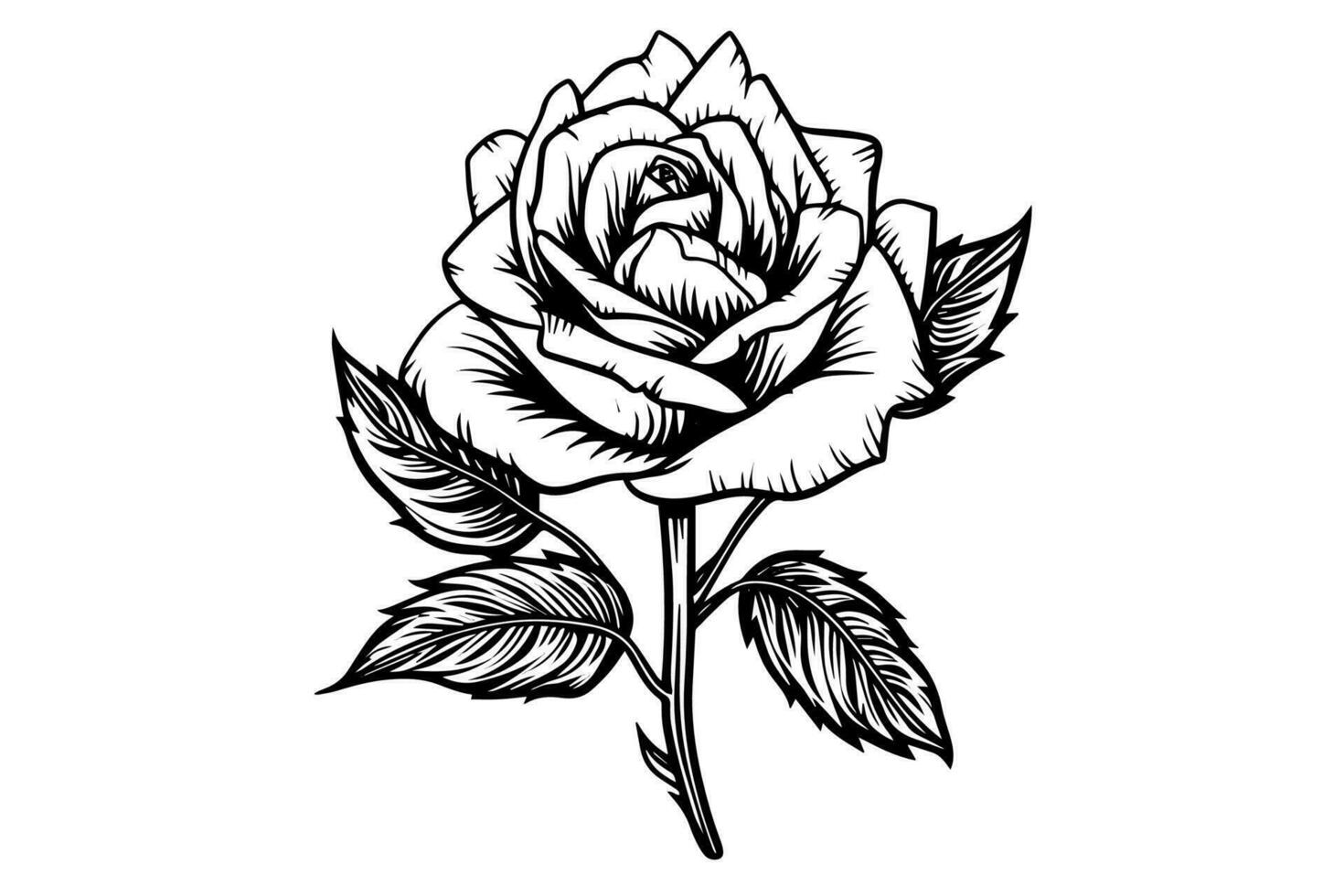 Vintage rose flower engraving calligraphic .Victorian style tattoo vector illustration