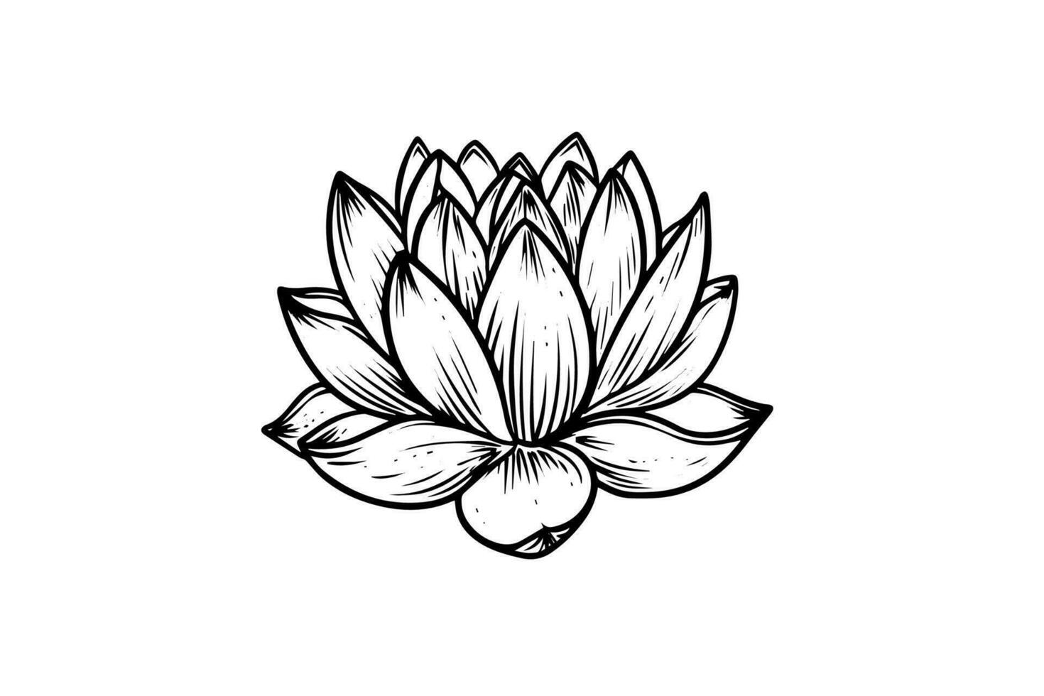 A lotus lily water flower in a vintage woodcut engraved etching style vector illustration.